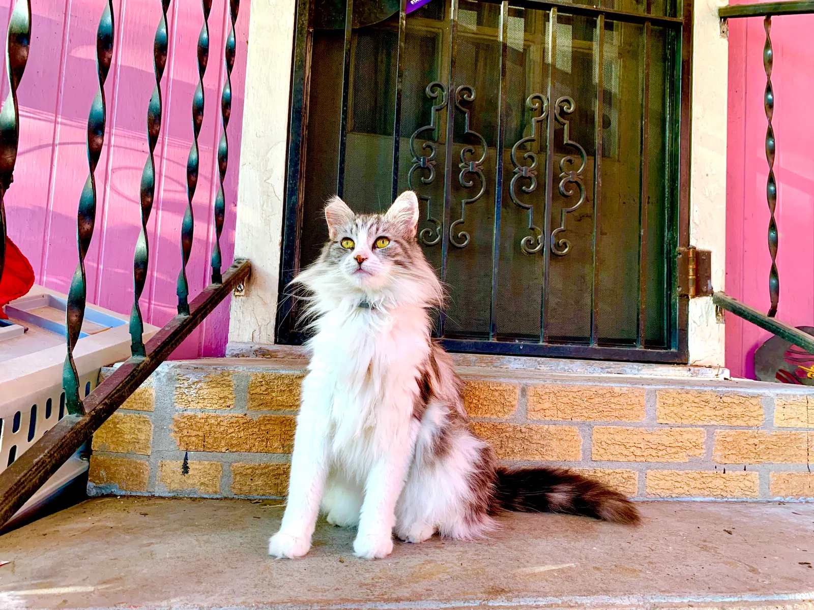 Lost cat in New Orleans, LA, 70119