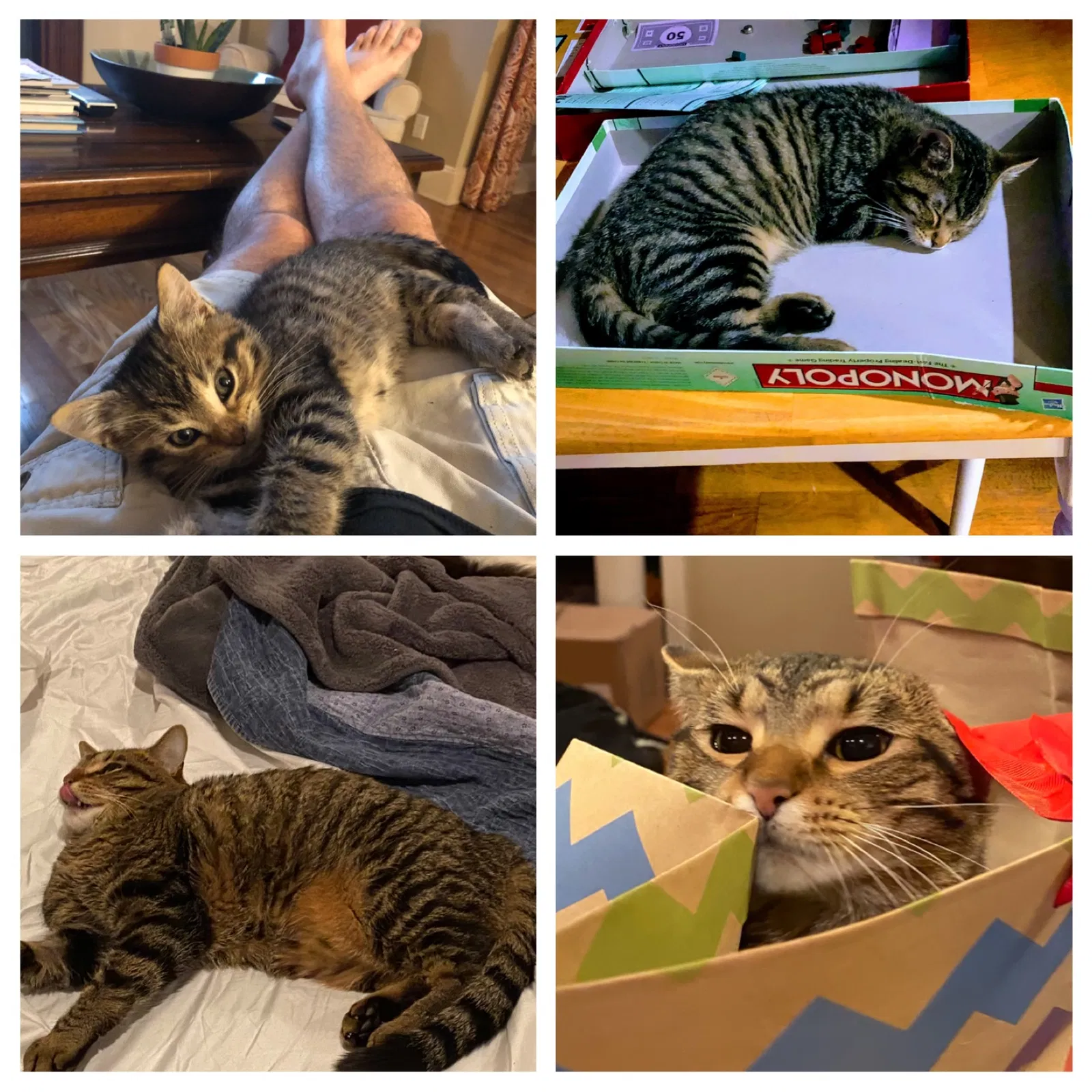 Lost cat in Germantown, TN, 38138