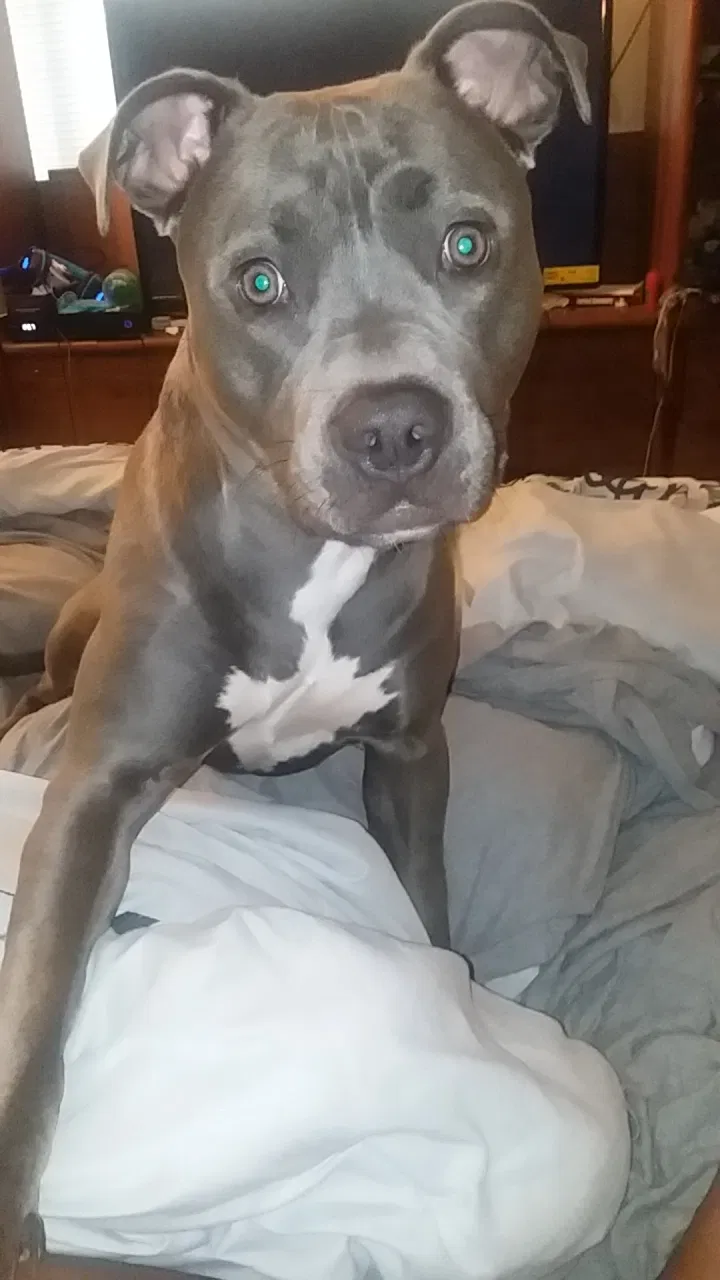 Lost dog in Pittsburgh, PA, 15210