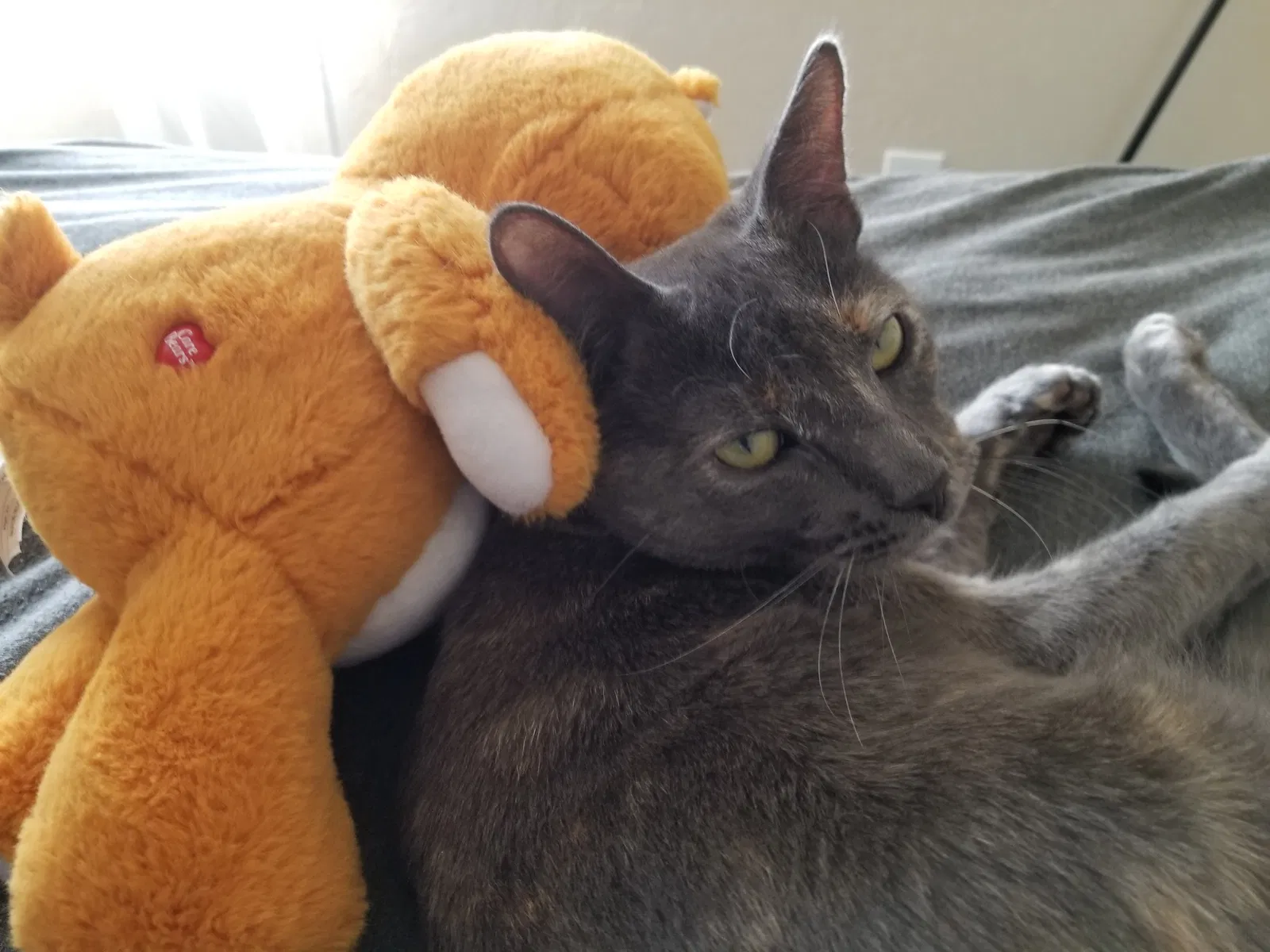 Lost cat in Tucson, AZ, 85730