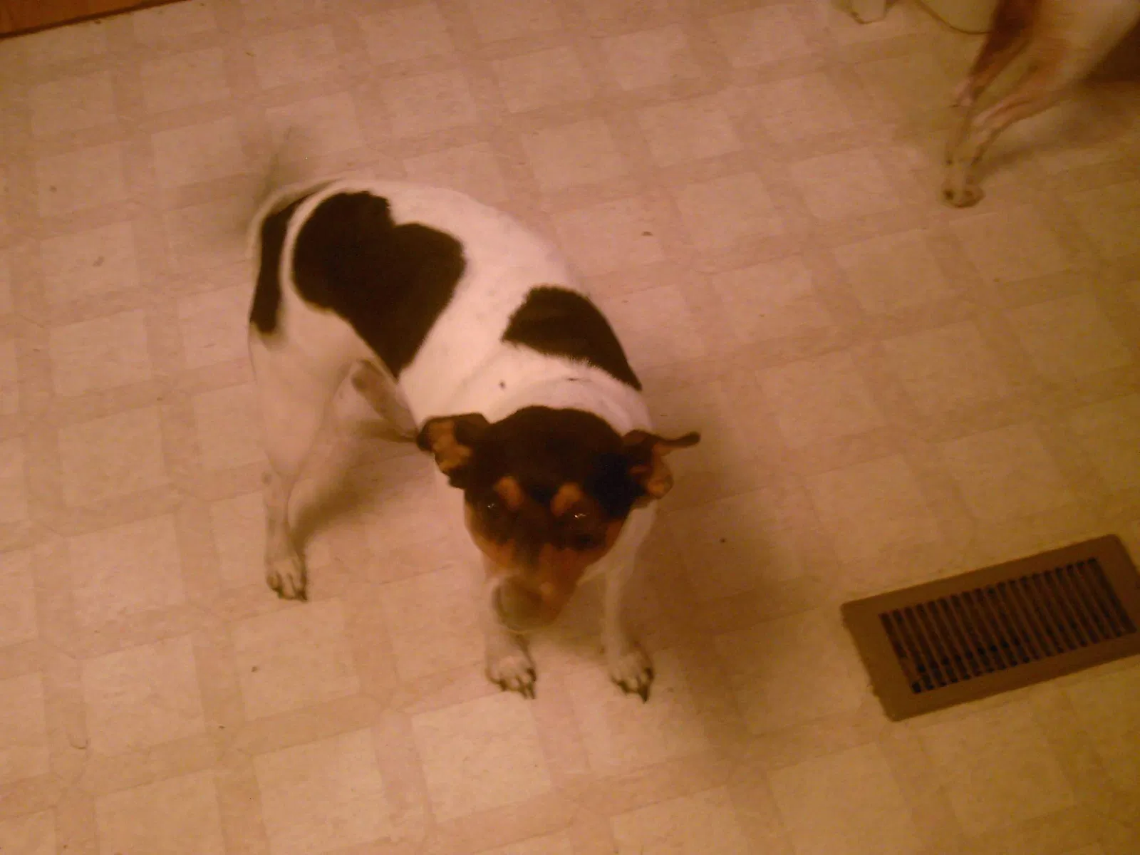 Lost dog in Seymour, TN, 37865
