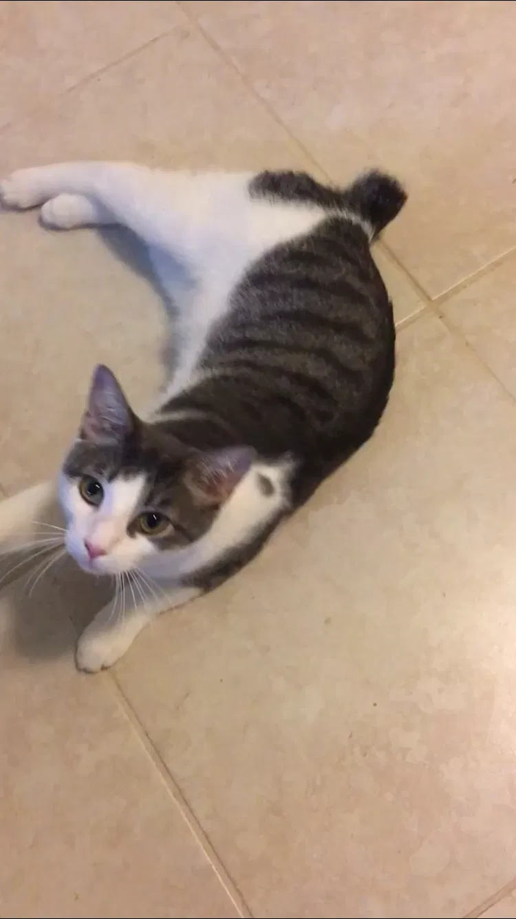 Lost cat in Durham, NC, 27705