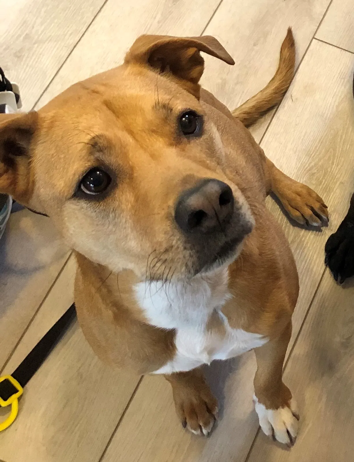 Lost dog in Arvada, CO, 80003