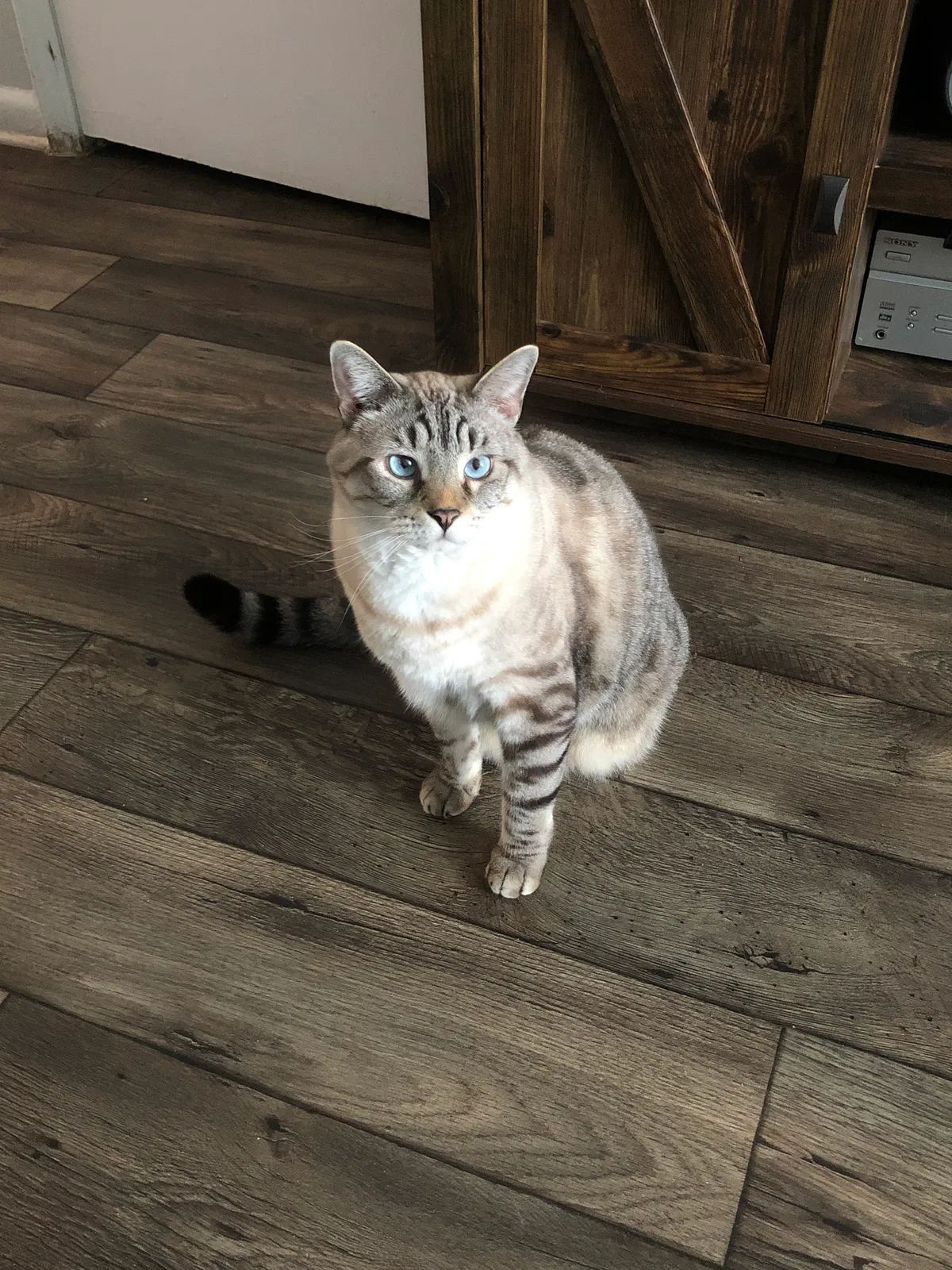 Lost cat in Charlotte, NC, 28215
