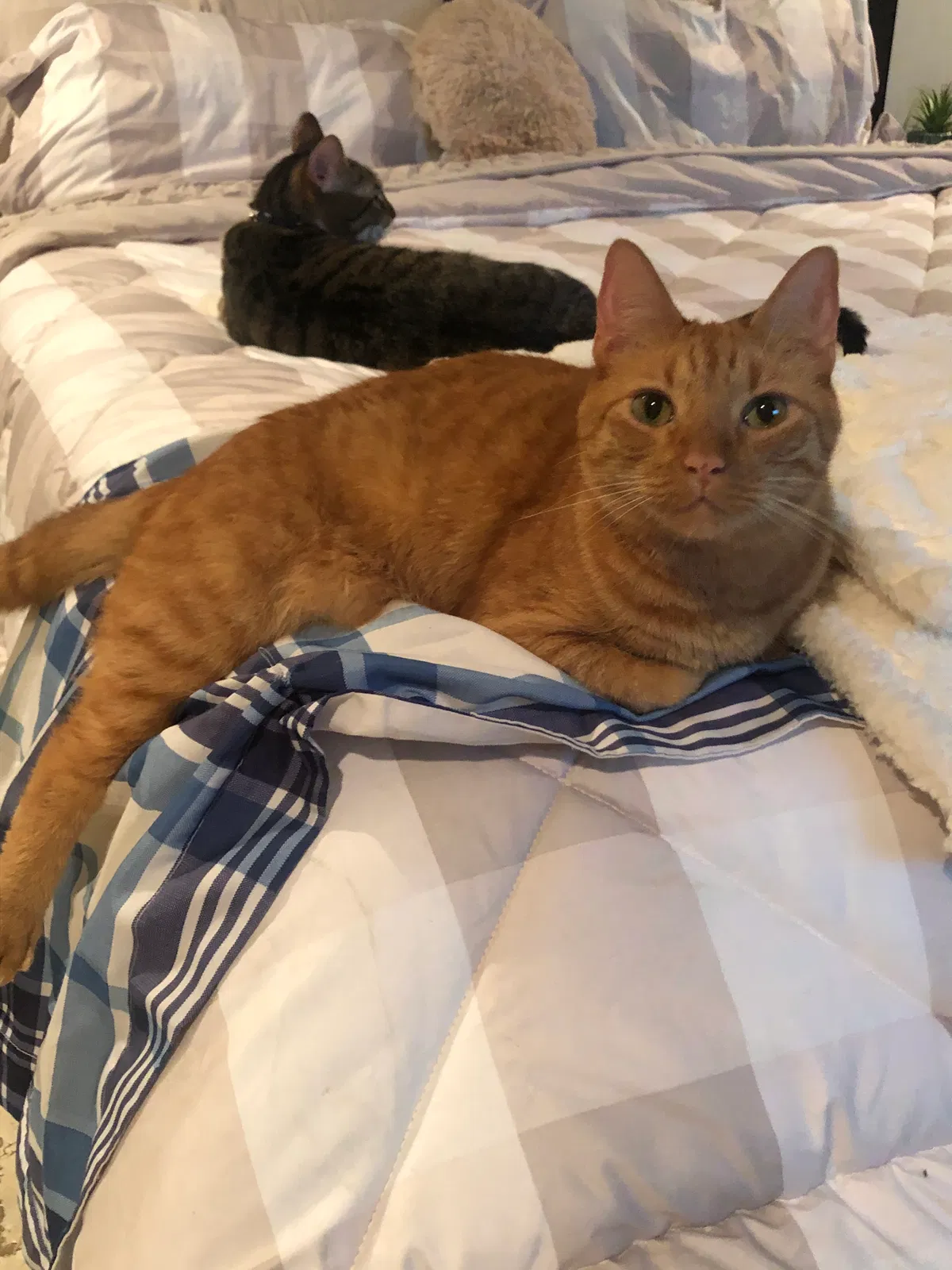 Lost dog in Fort Lauderdale, FL, 33331
