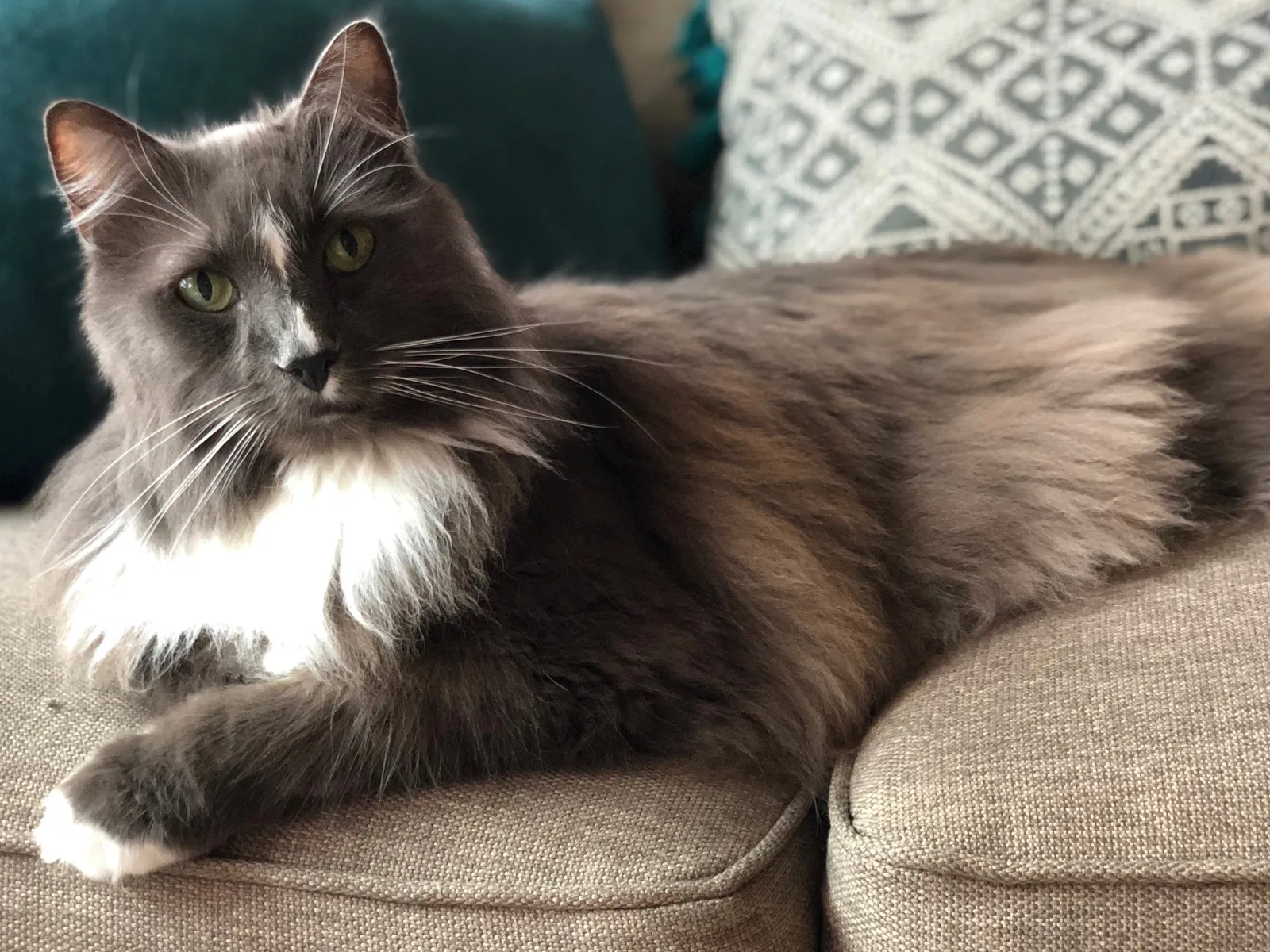 Lost cat in Escondido, CA, 92025