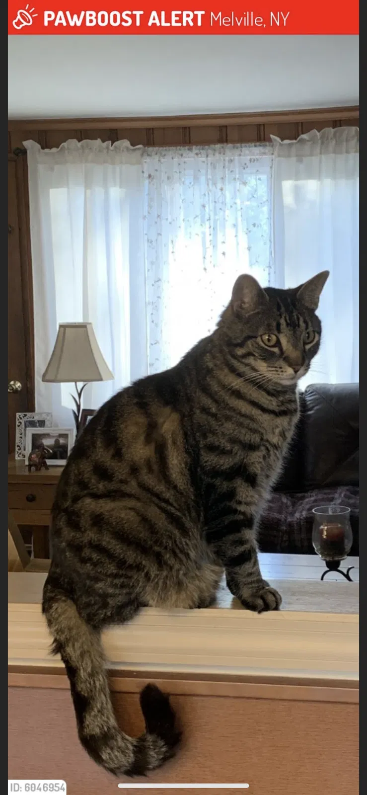 Lost cat in Melville, NY, 11747