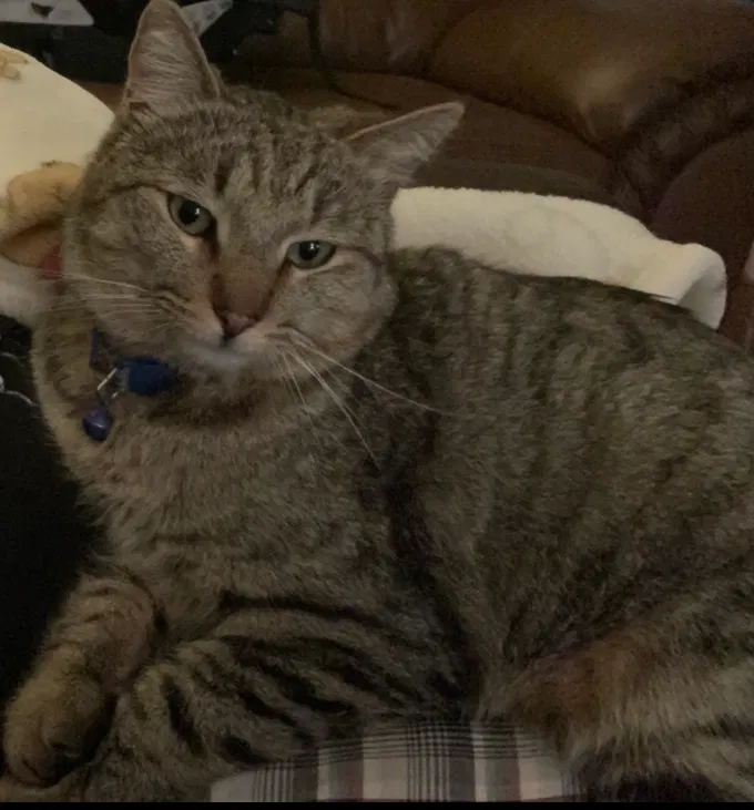 Lost cat in Bakersfield, CA, 93307