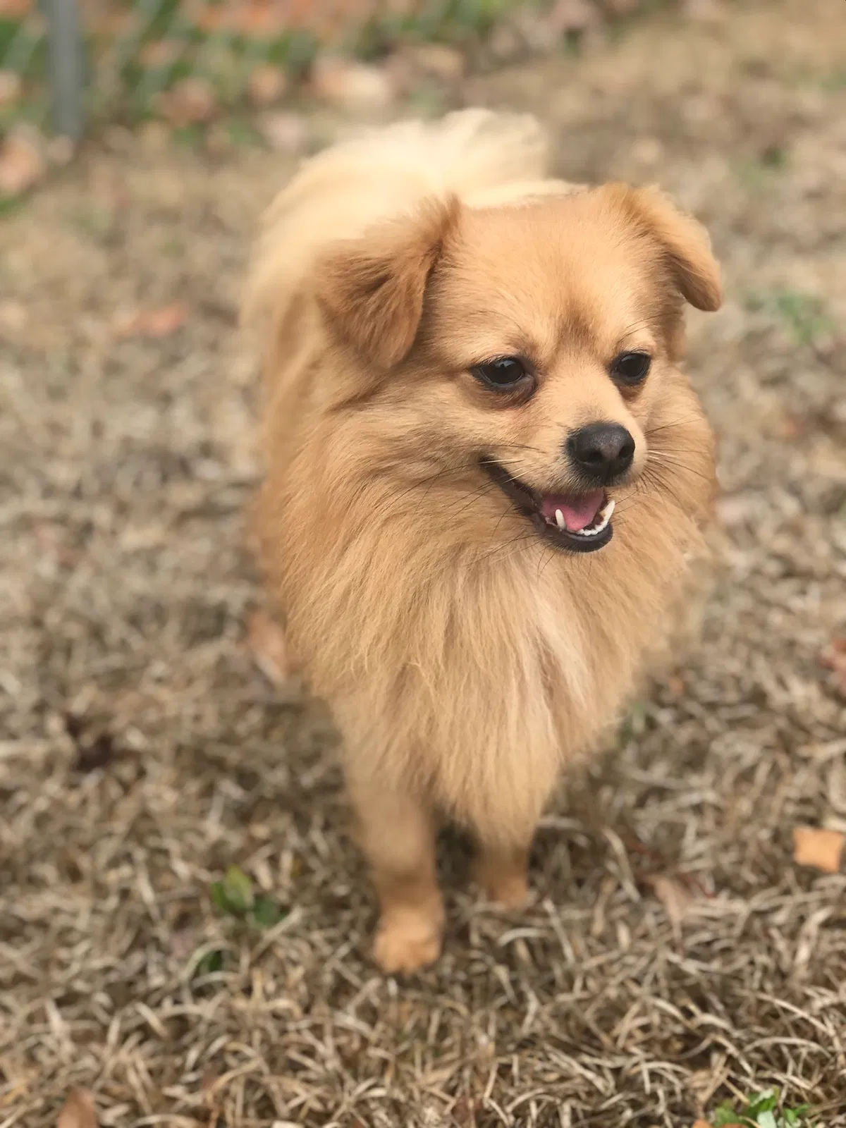 Lost dog in Orlando, FL, 32811