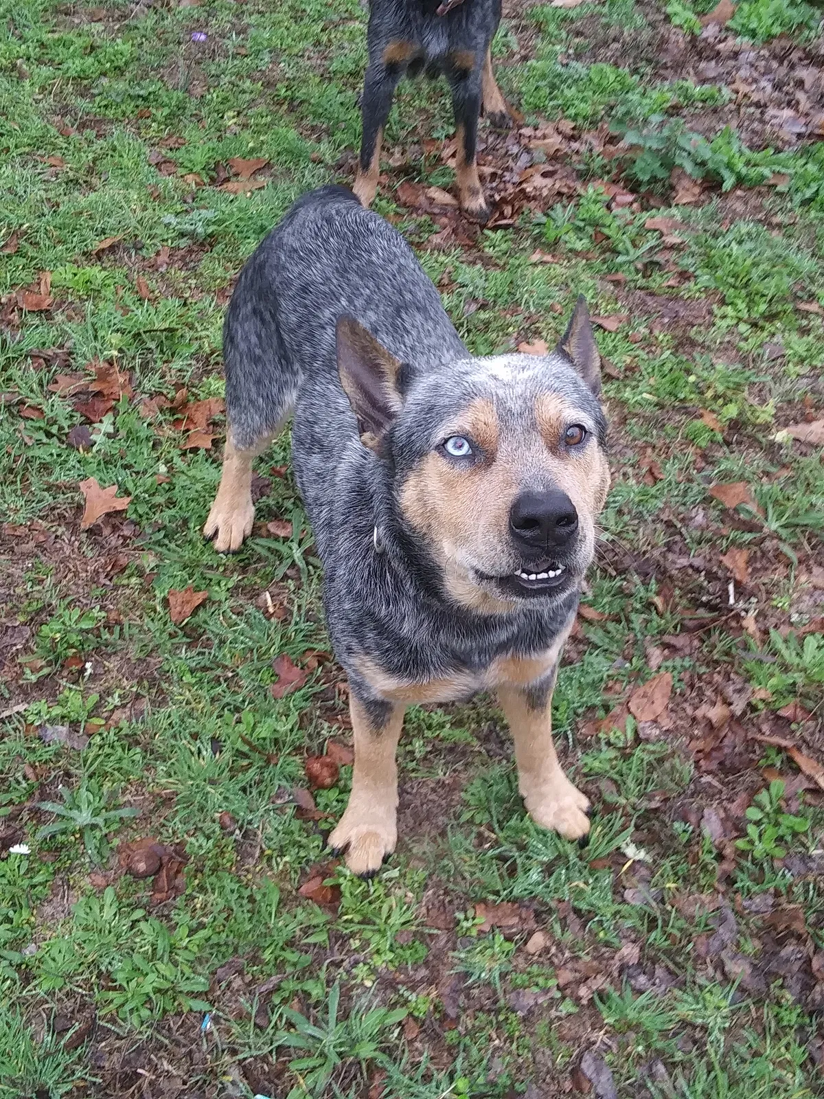 Lost dog in Somerset, TX, 78069