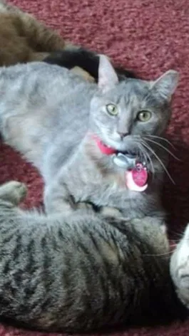 Lost cat in Fleetwood, PA, 19522
