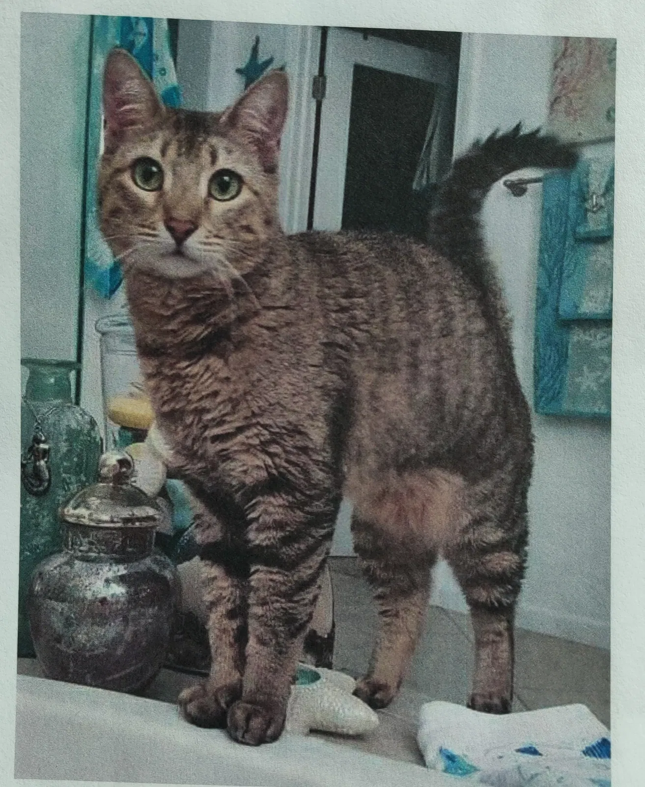 Lost cat in Benicia, CA, 94510