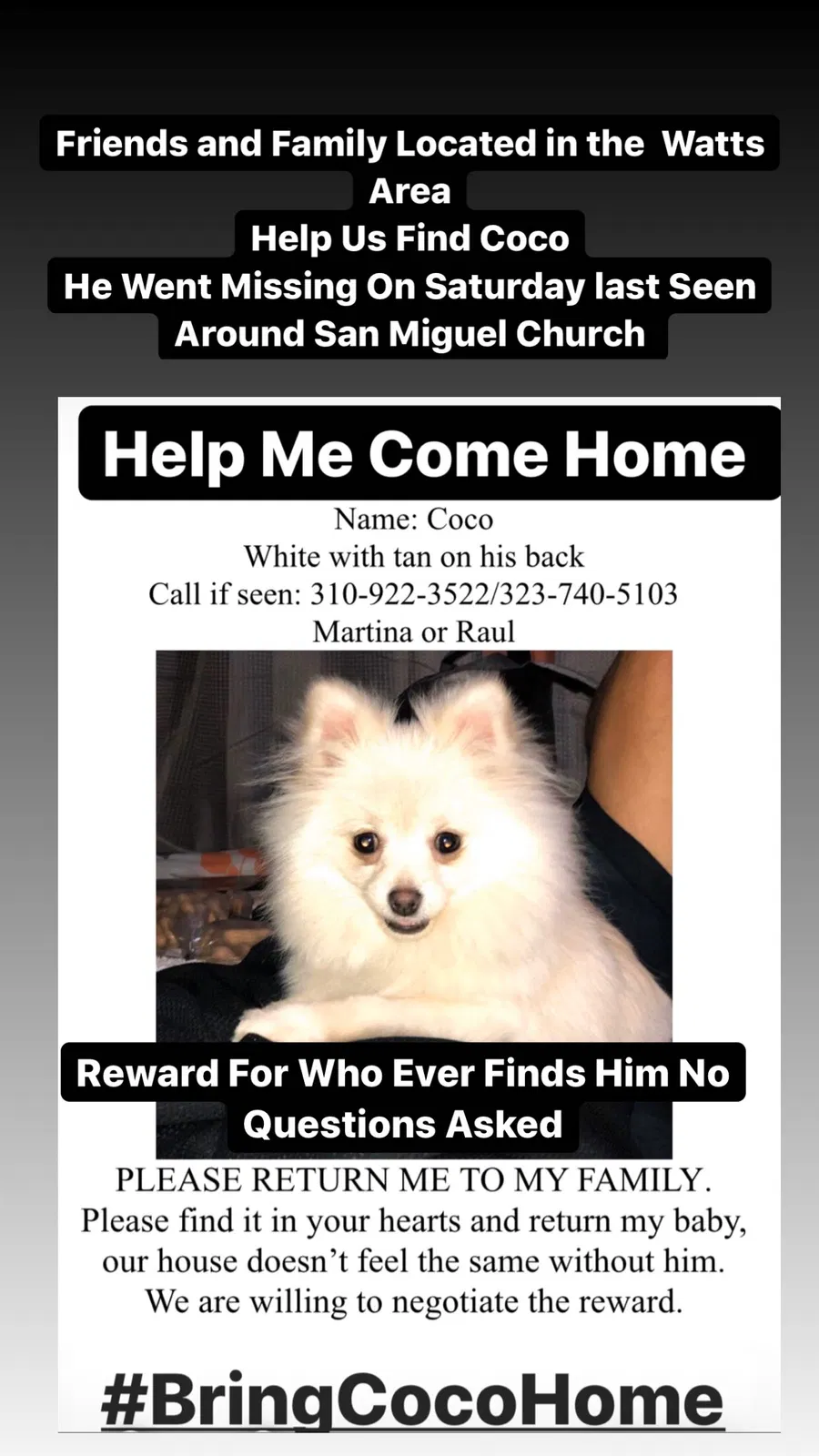 Lost dog in Los Angeles, CA, 90002