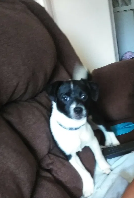 Lost dog in Knoxville, TN, 37922