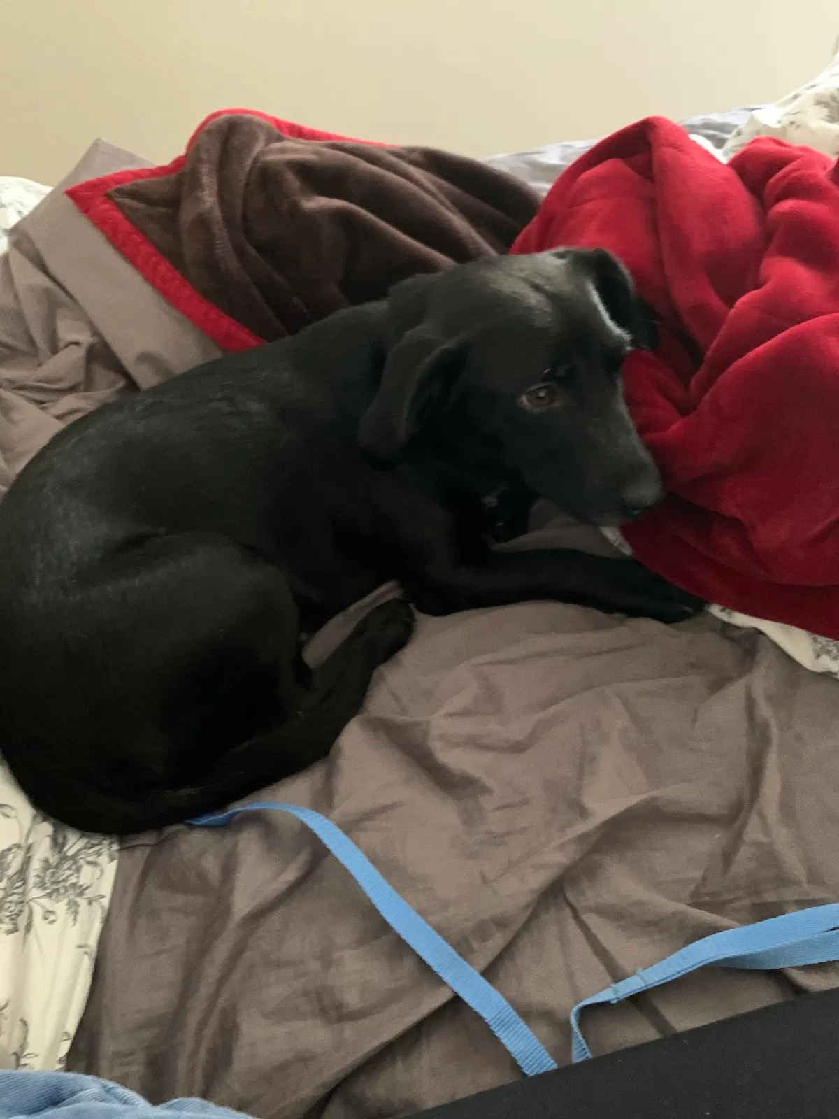 Lost dog in Farmington, MI, 48331
