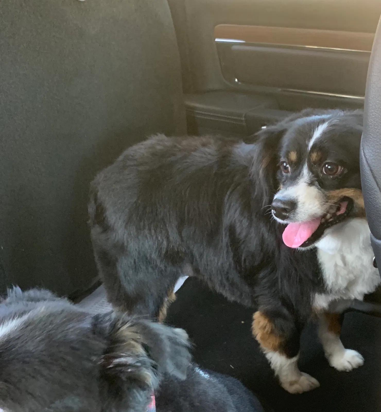 Lost dog in Elk Grove, CA, 95624