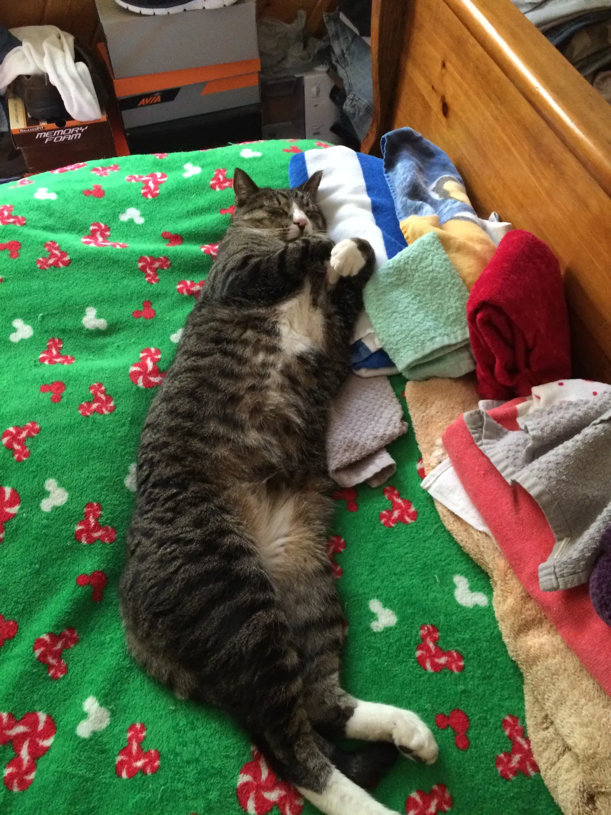 Lost cat in Littleton, CO, 80123