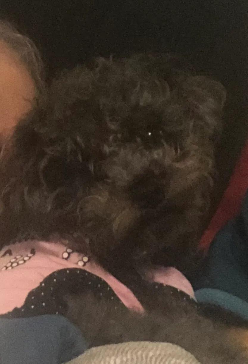 Lost dog in Fresno, CA, 93705