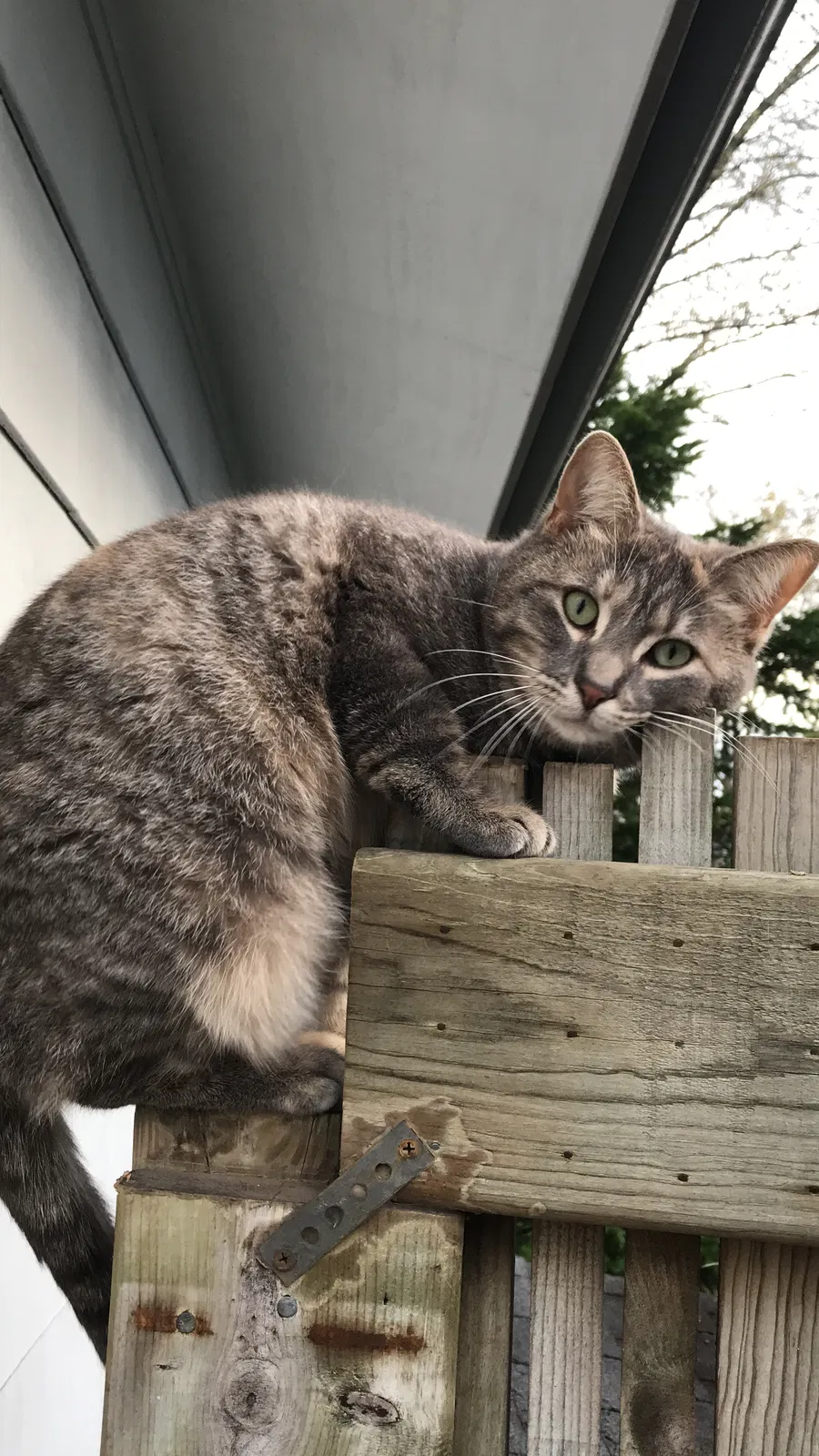 Lost cat in Madison, WI, 53711