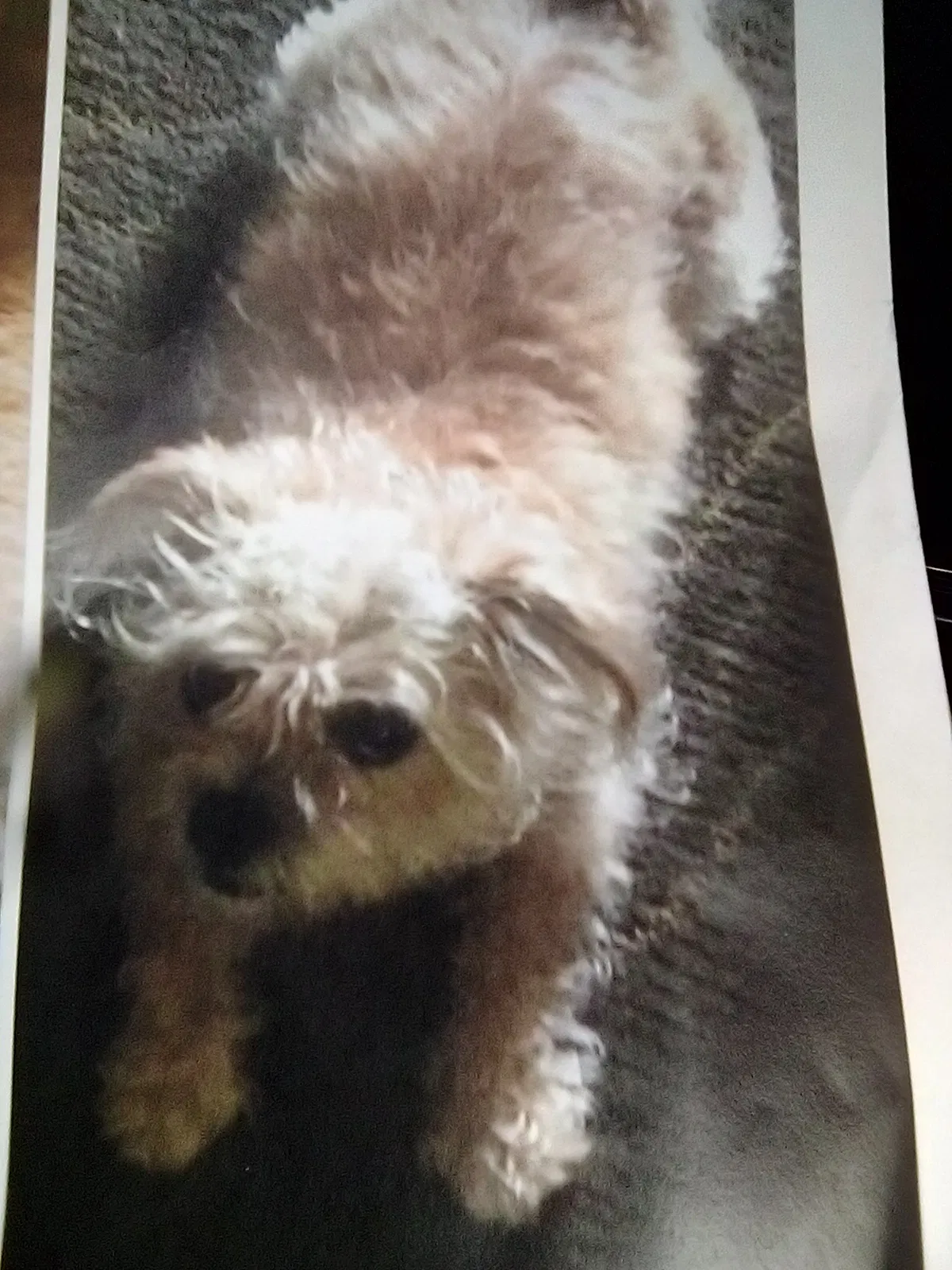 Lost dog in Los Angeles, CA, 90025