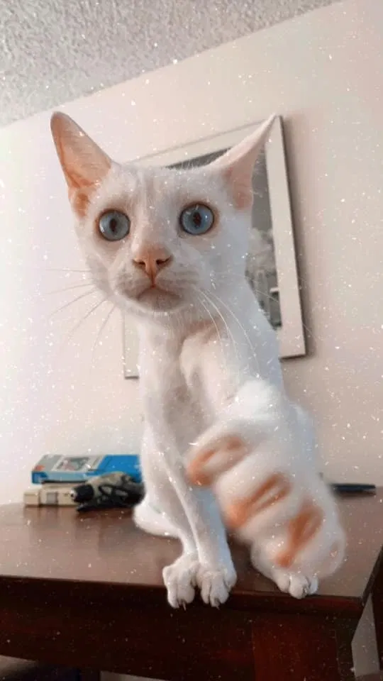 Lost cat in San Diego, CA, 92105