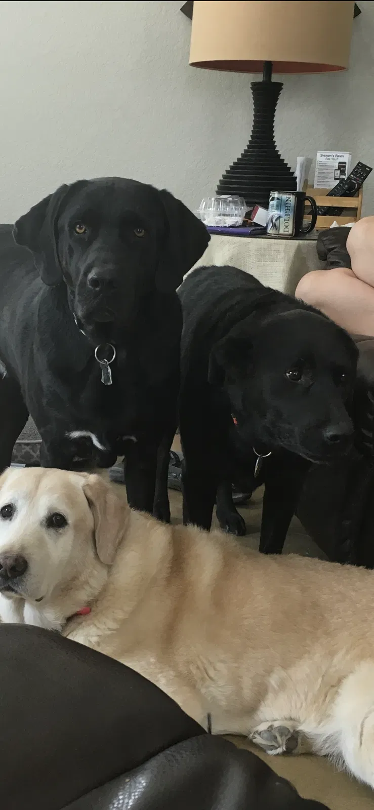 Lost dog in La Vernia, TX, 78121