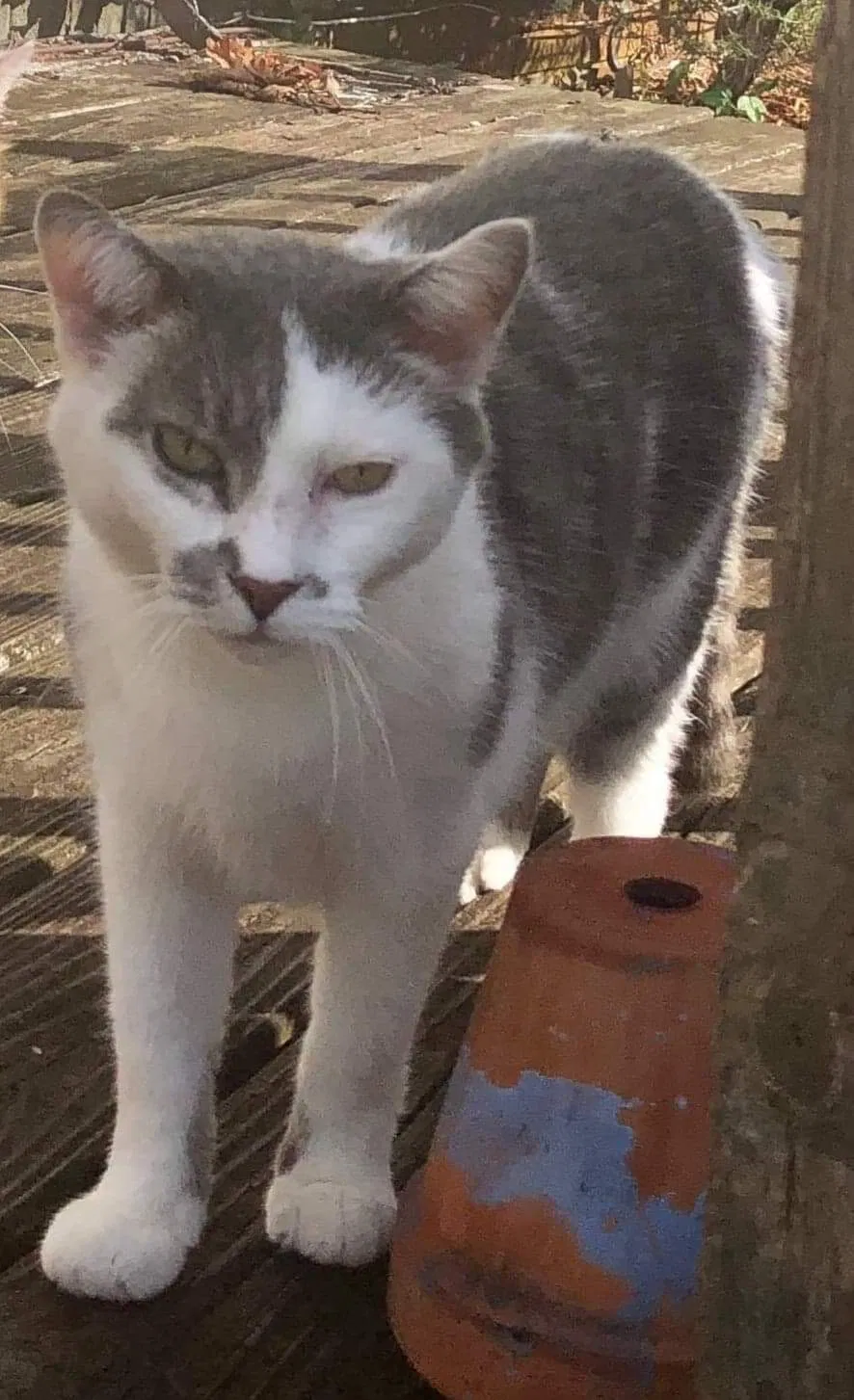 Lost cat in Lowell, NC, 28098