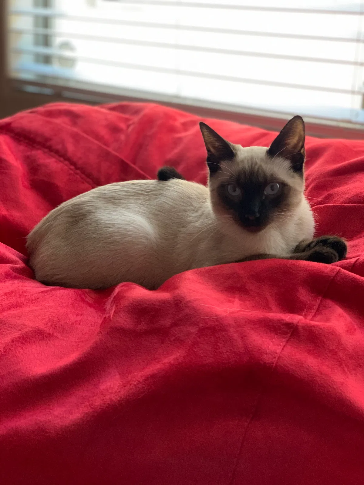 Lost cat in Phoenix, AZ, 85045