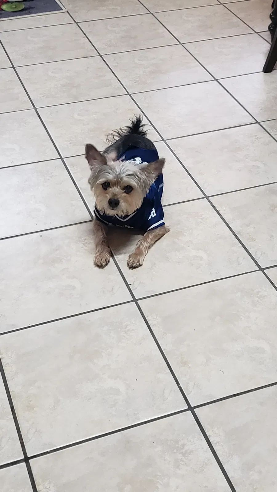 Lost dog in Dallas, TX, 75249