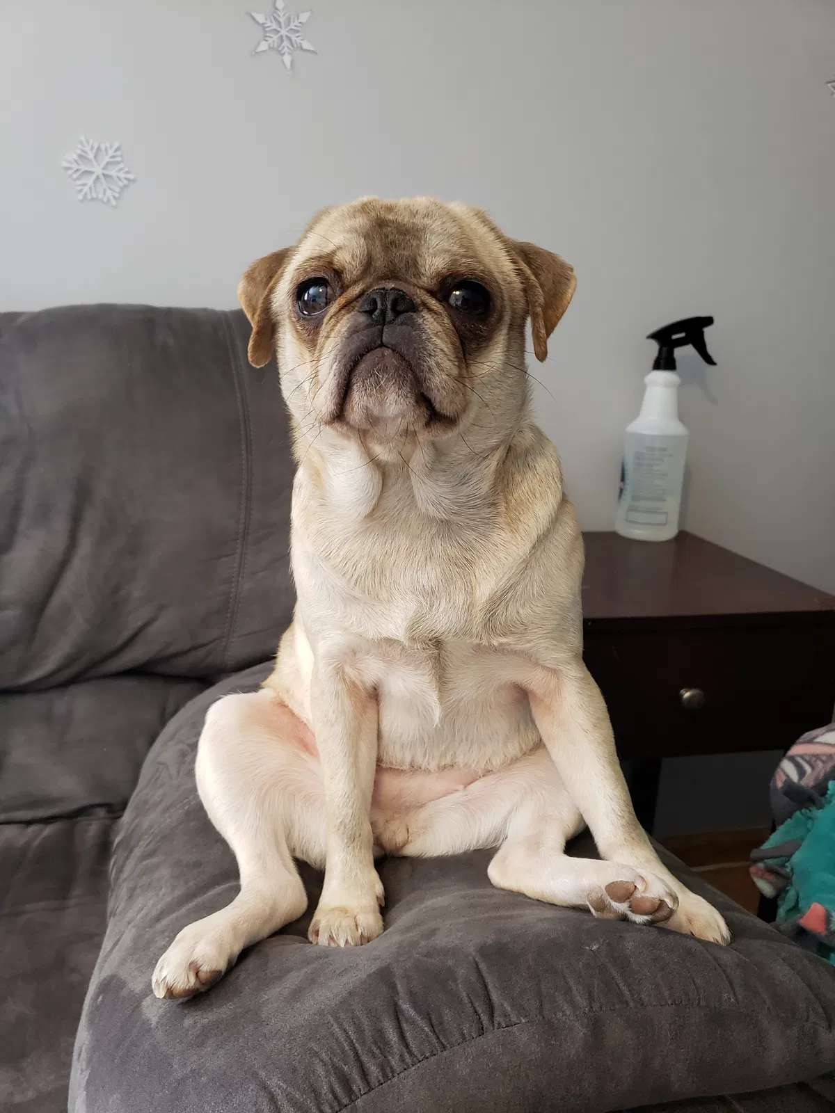Lost dog in North Branch, MN, 55056
