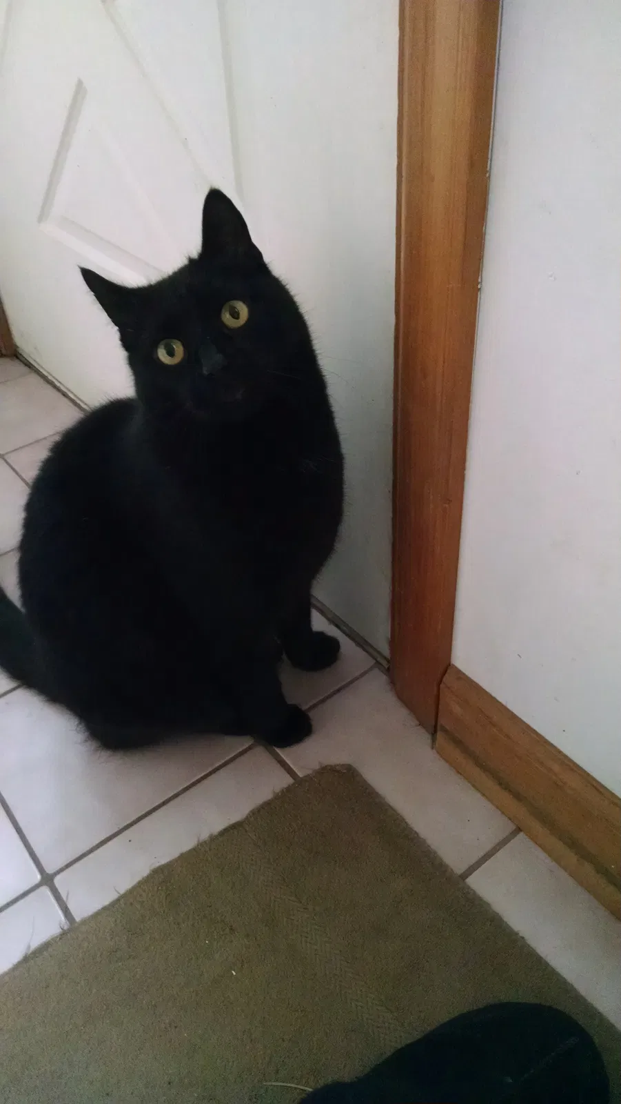 Missing Cat