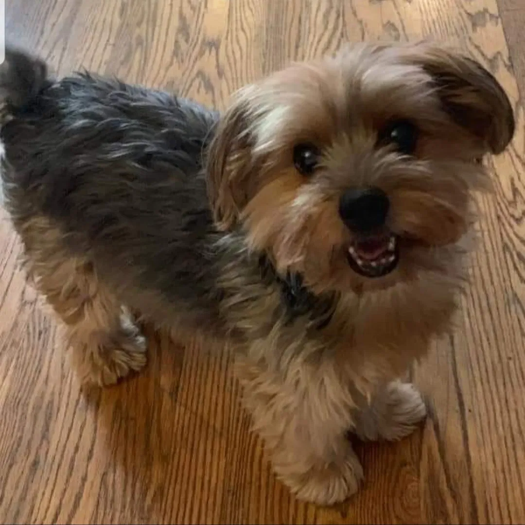 Lost dog in Union, NJ, 7083
