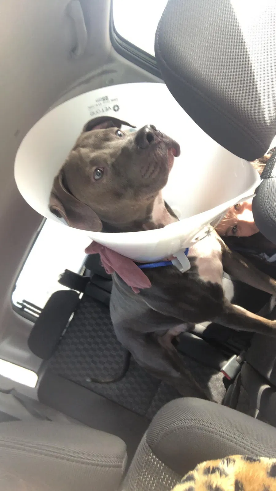 Lost dog in Columbus, OH, 43217