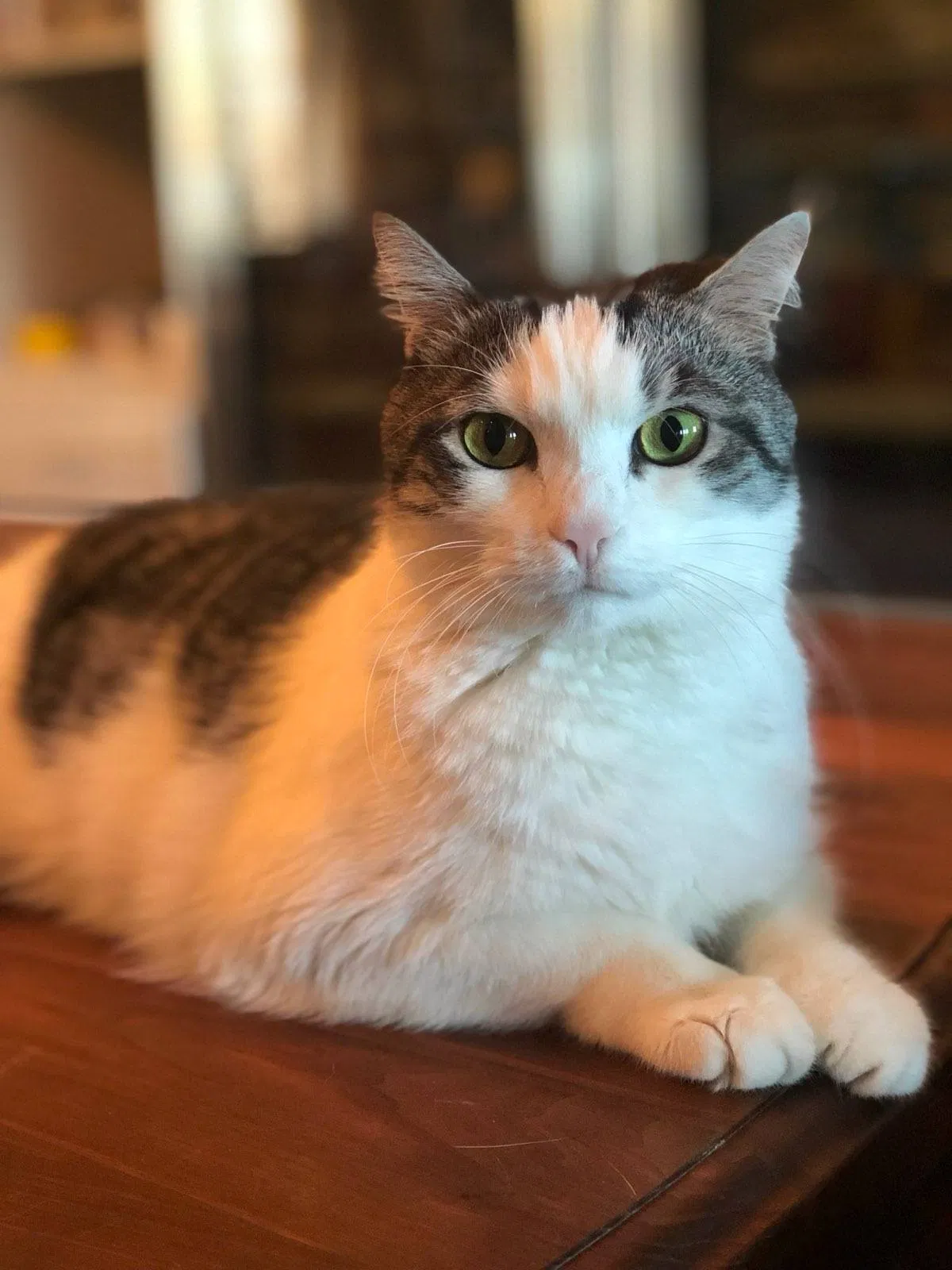 Lost cat in Austin, TX, 78734
