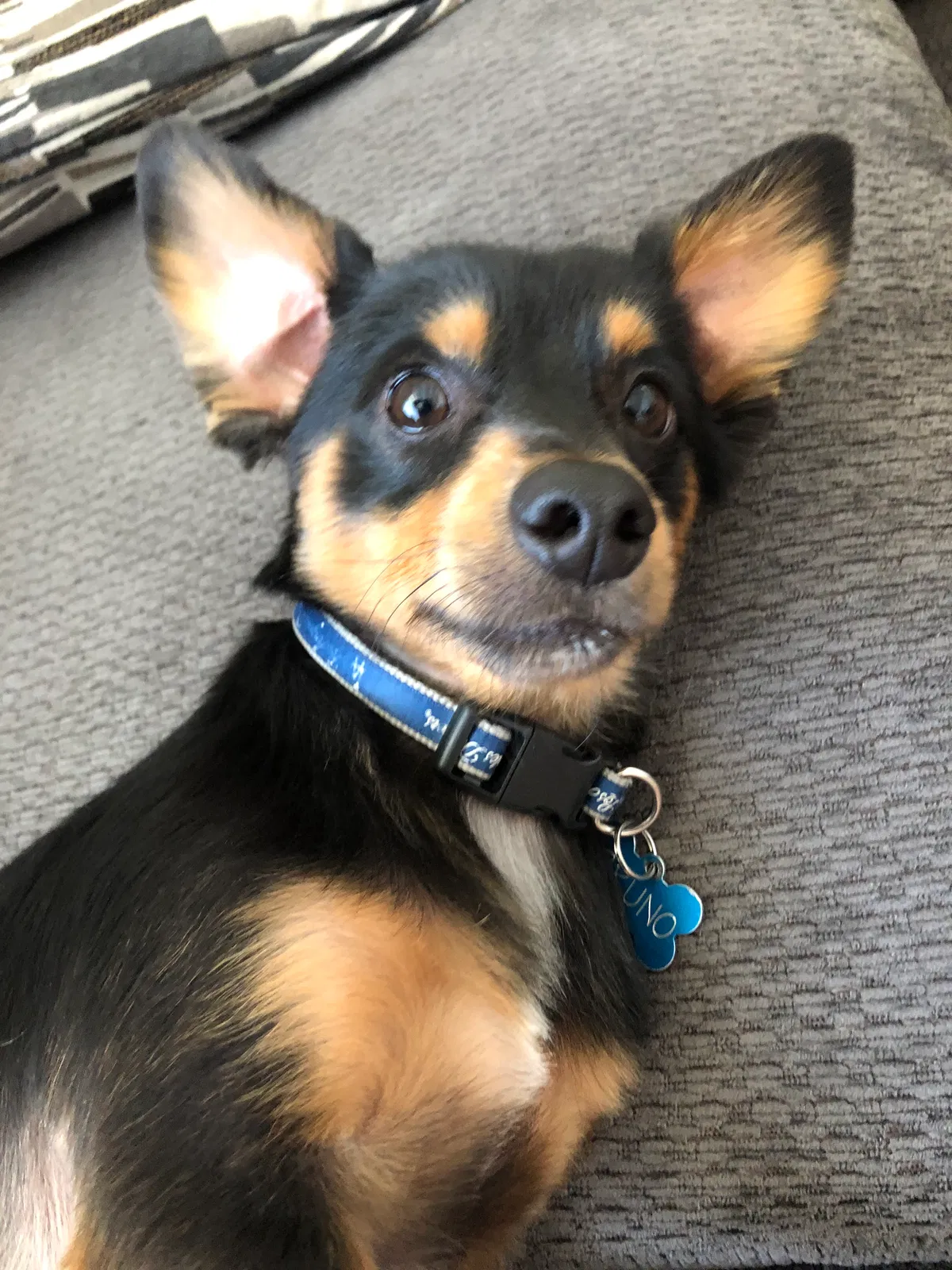 Lost dog in Fullerton, CA, 92833