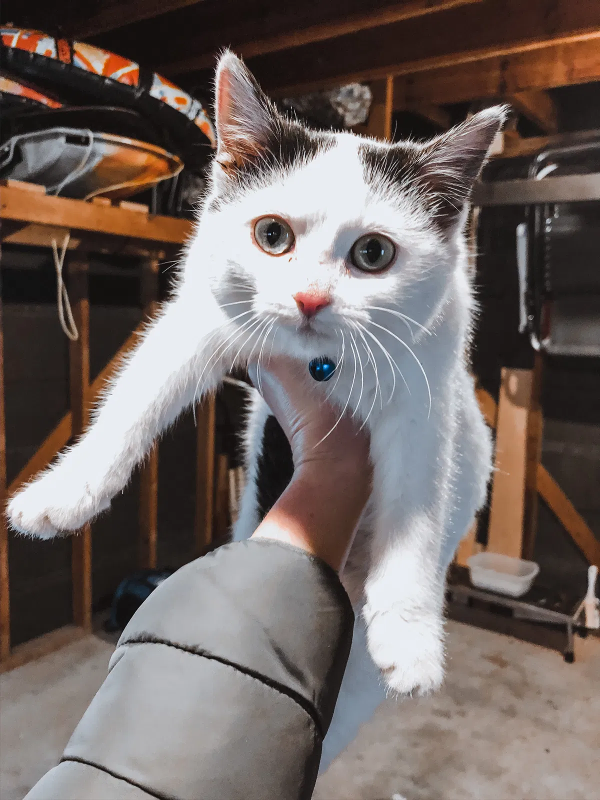 Lost cat in Wyoming, MI, 49519