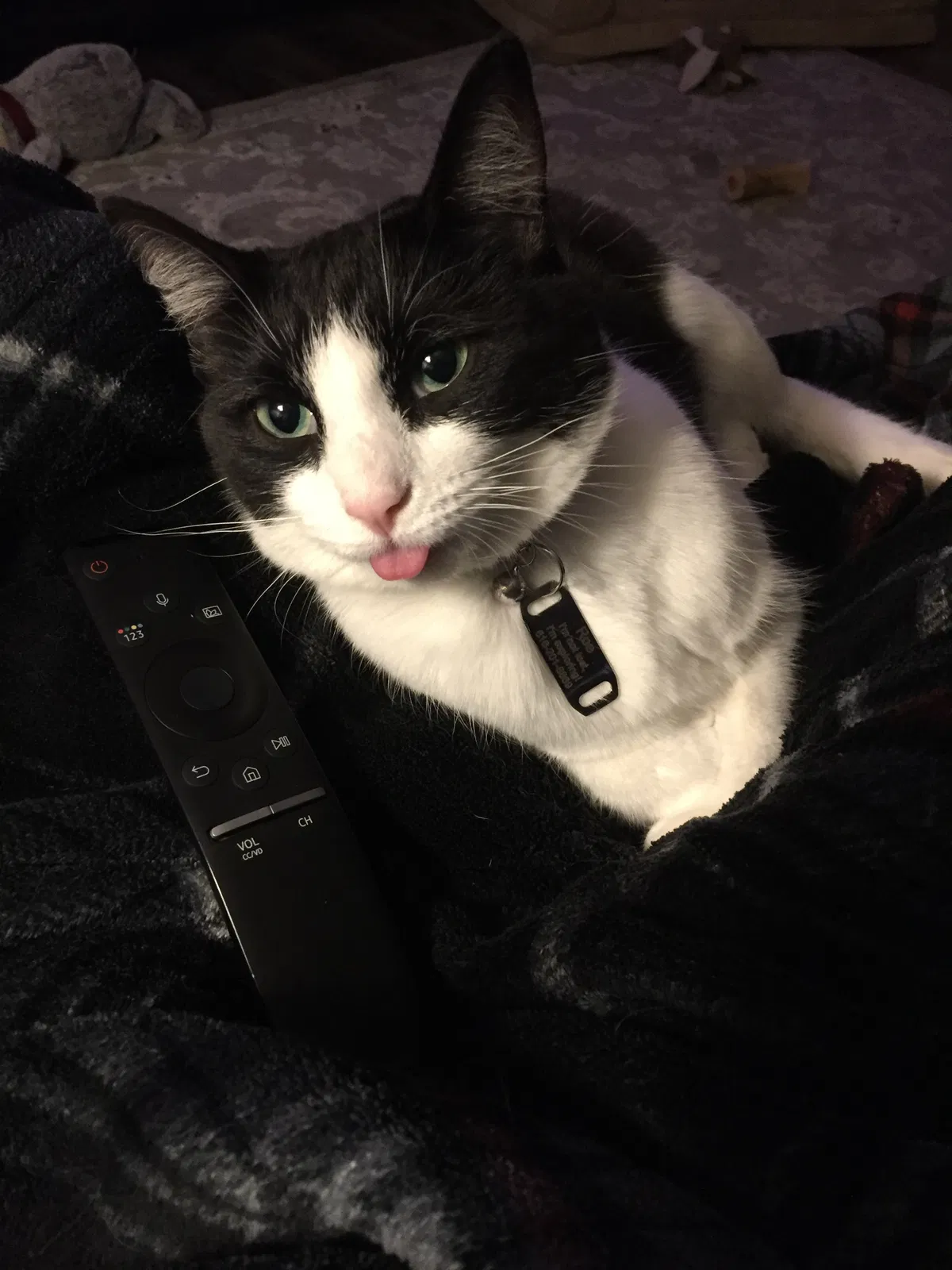 Lost cat in Grand Haven, MI, 49417