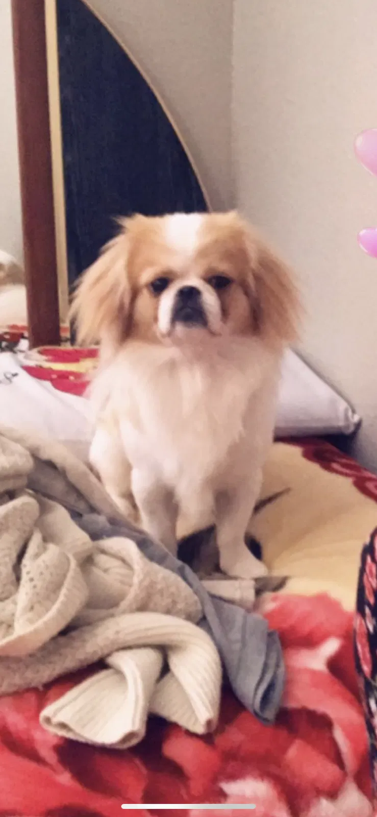 Lost dog in Fort Worth, TX, 76105
