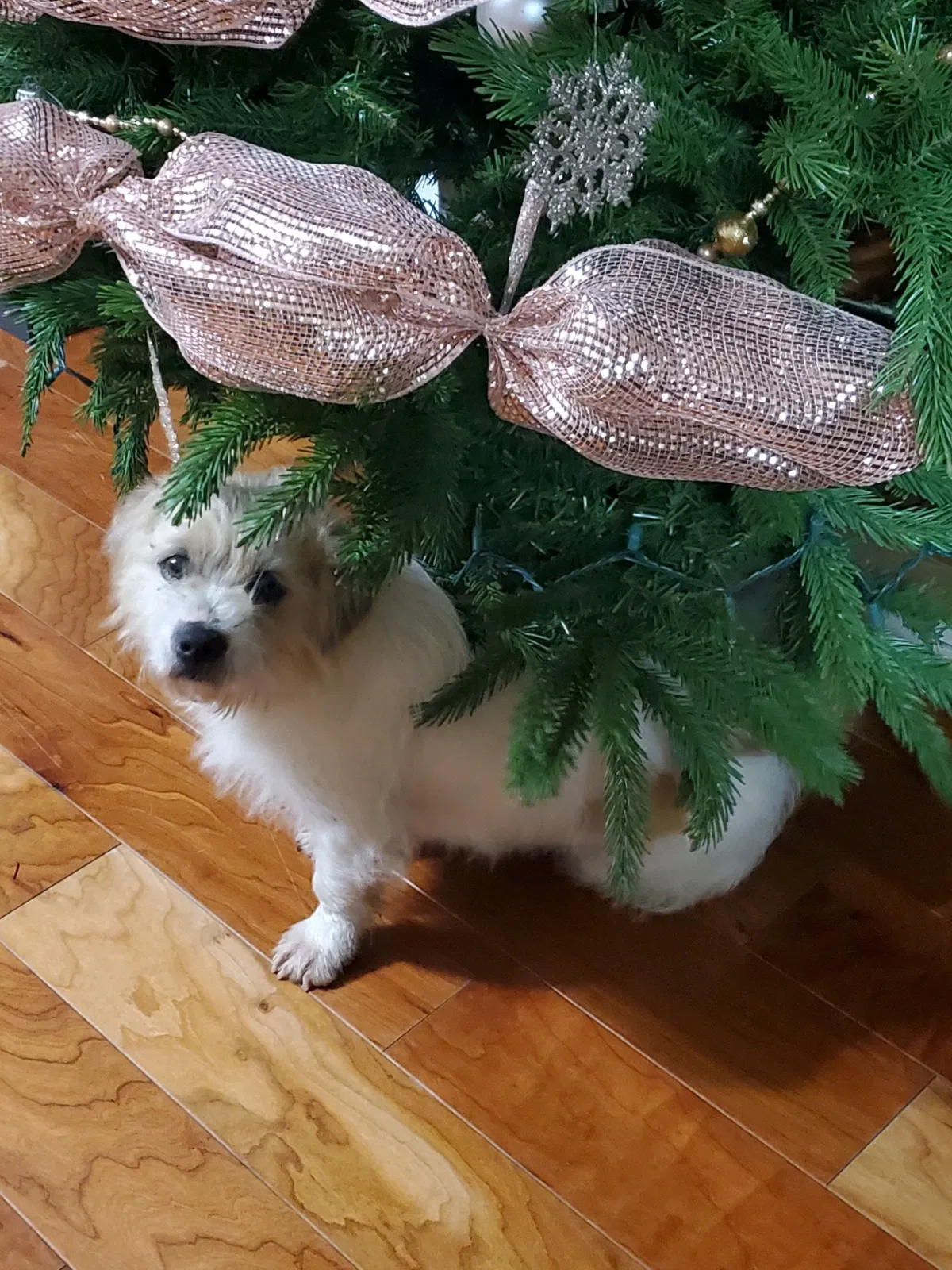 Lost dog in Dalton, GA, 30721