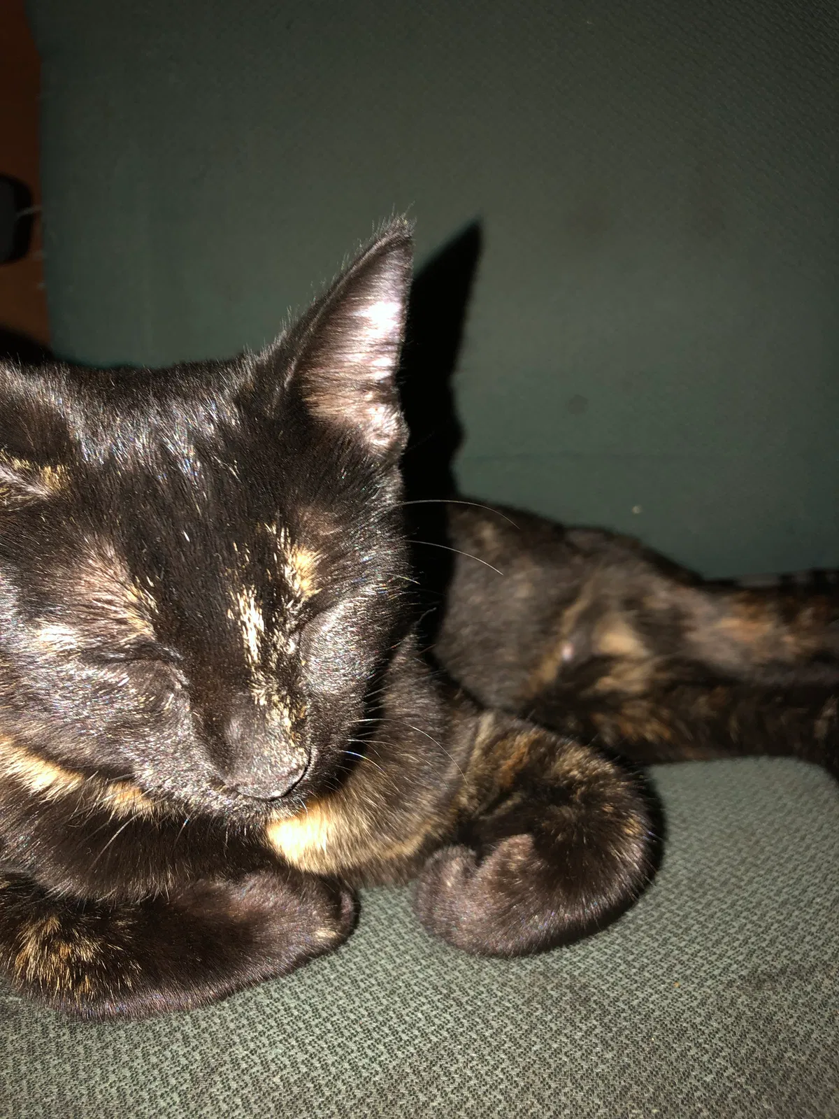 Lost cat in Tucson, AZ, 85716