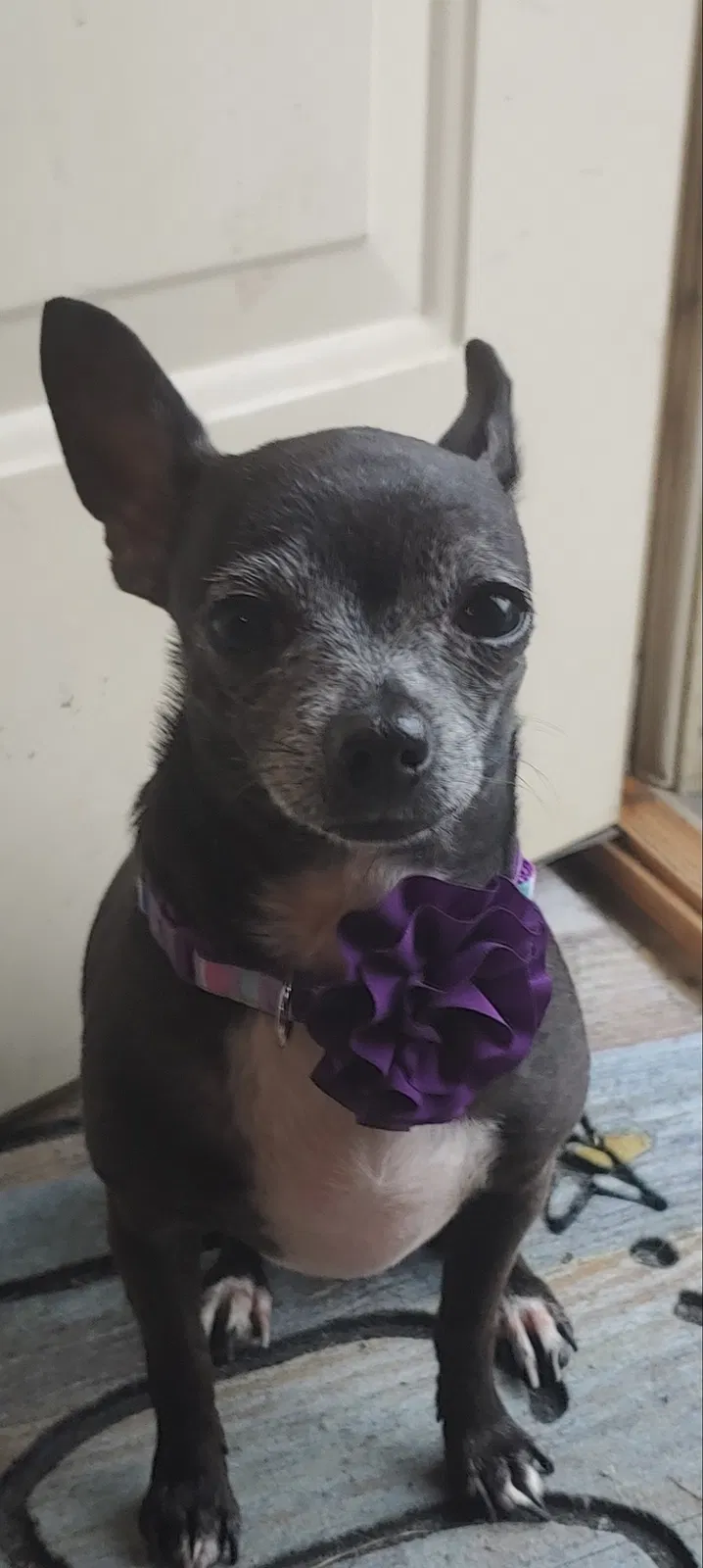 Lost dog in Hobart, IN, 46342
