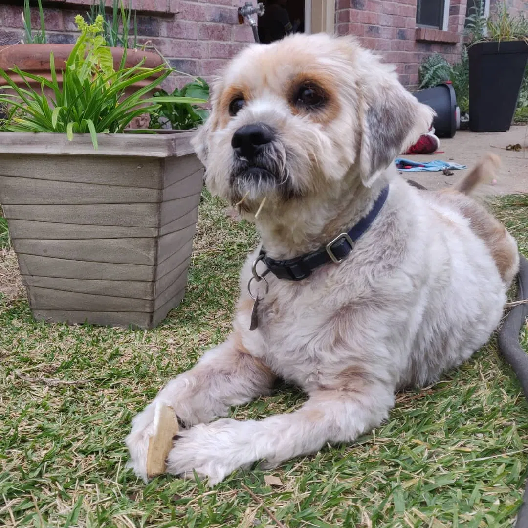 Lost dog in Carrollton, TX, 75010
