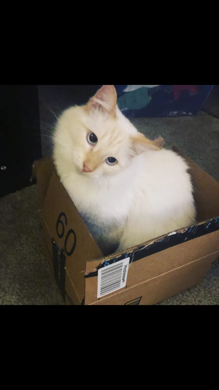 Lost cat in Tucson, AZ, 85742