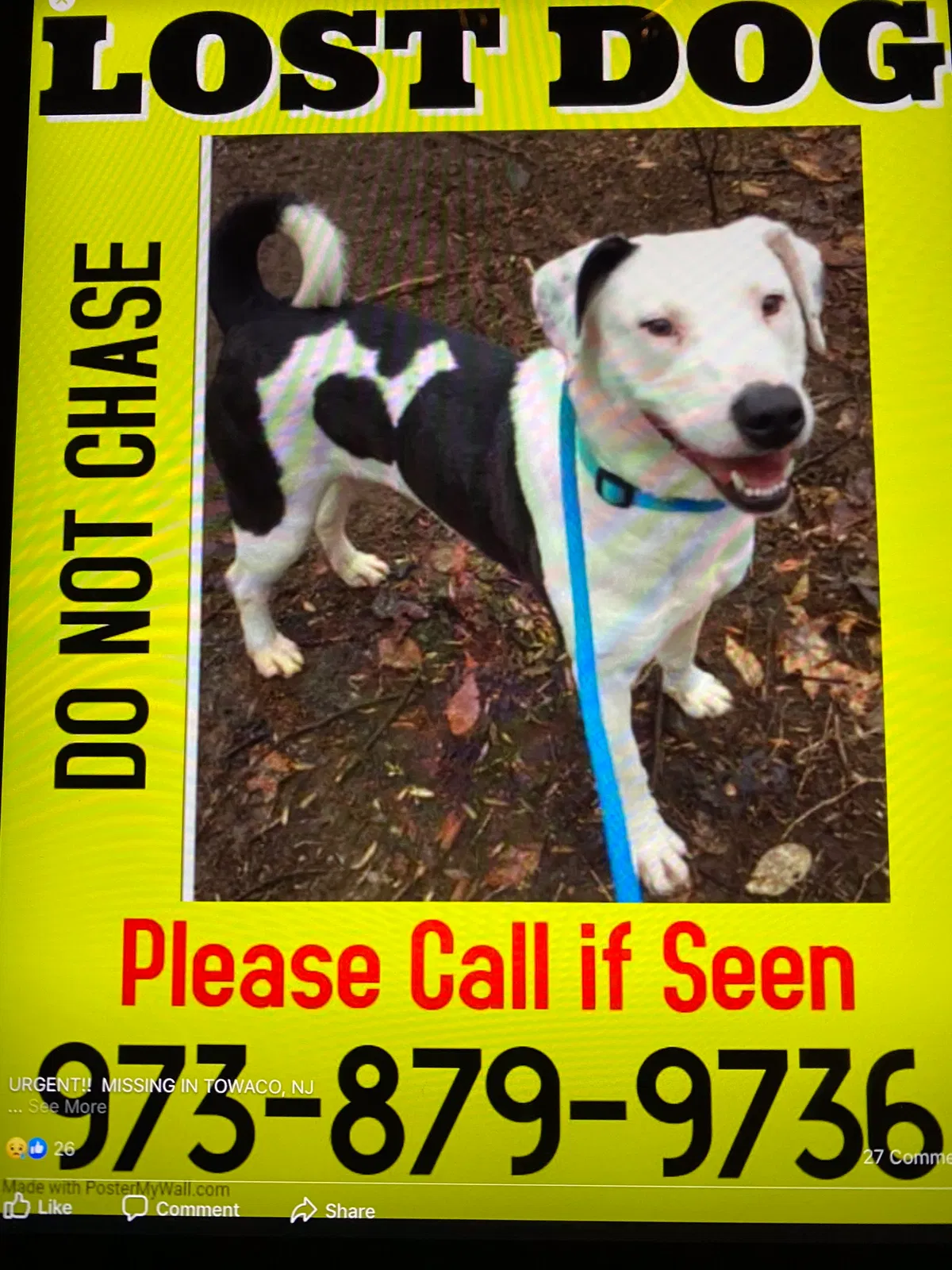 Lost dog in Towaco, NJ, 7082