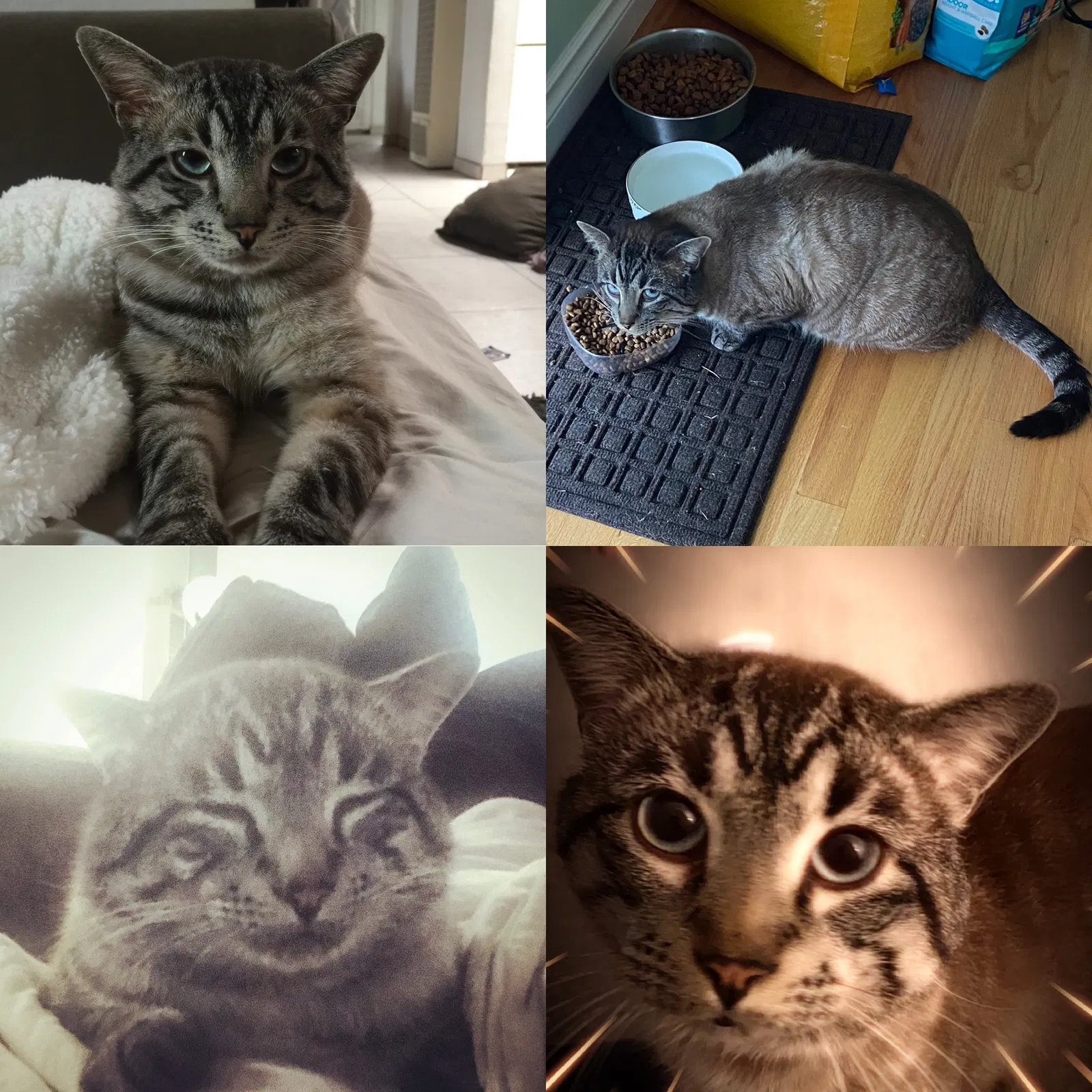 Lost cat in Bellevue, WA, 98007