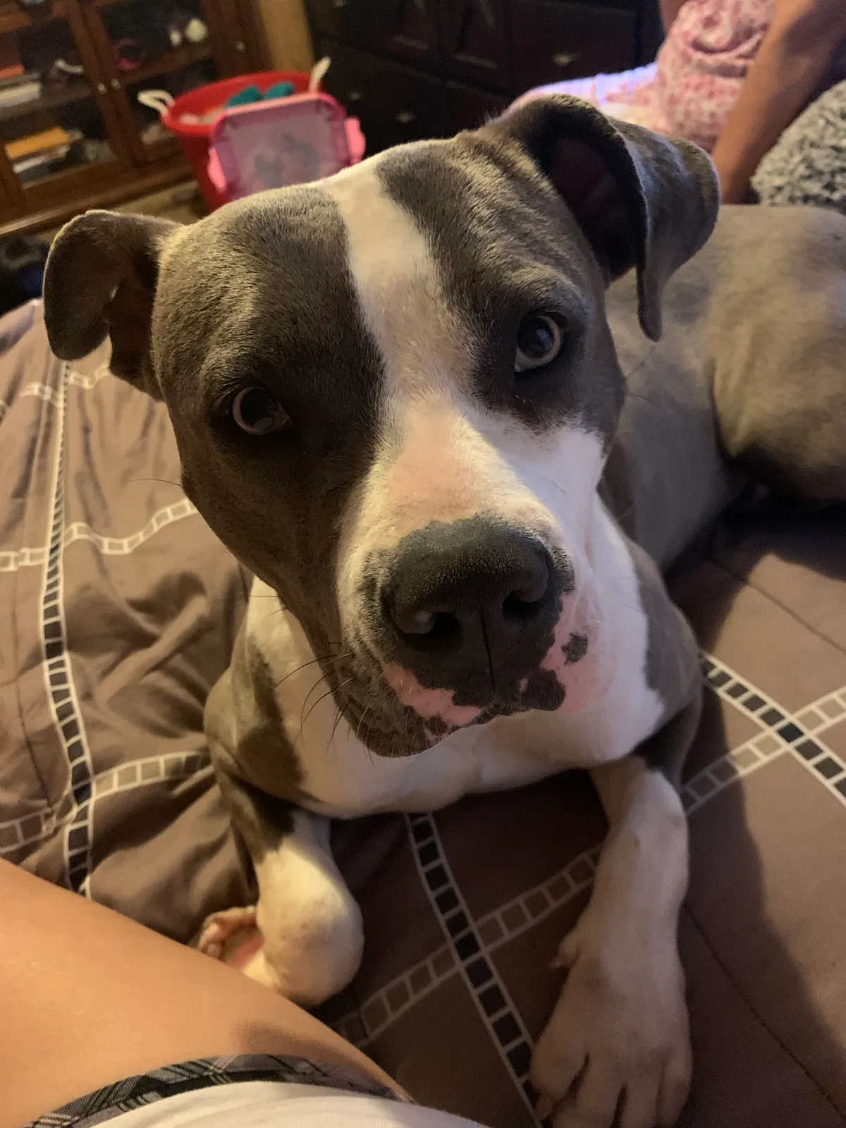 Lost dog in Corpus Christi, TX, 78410