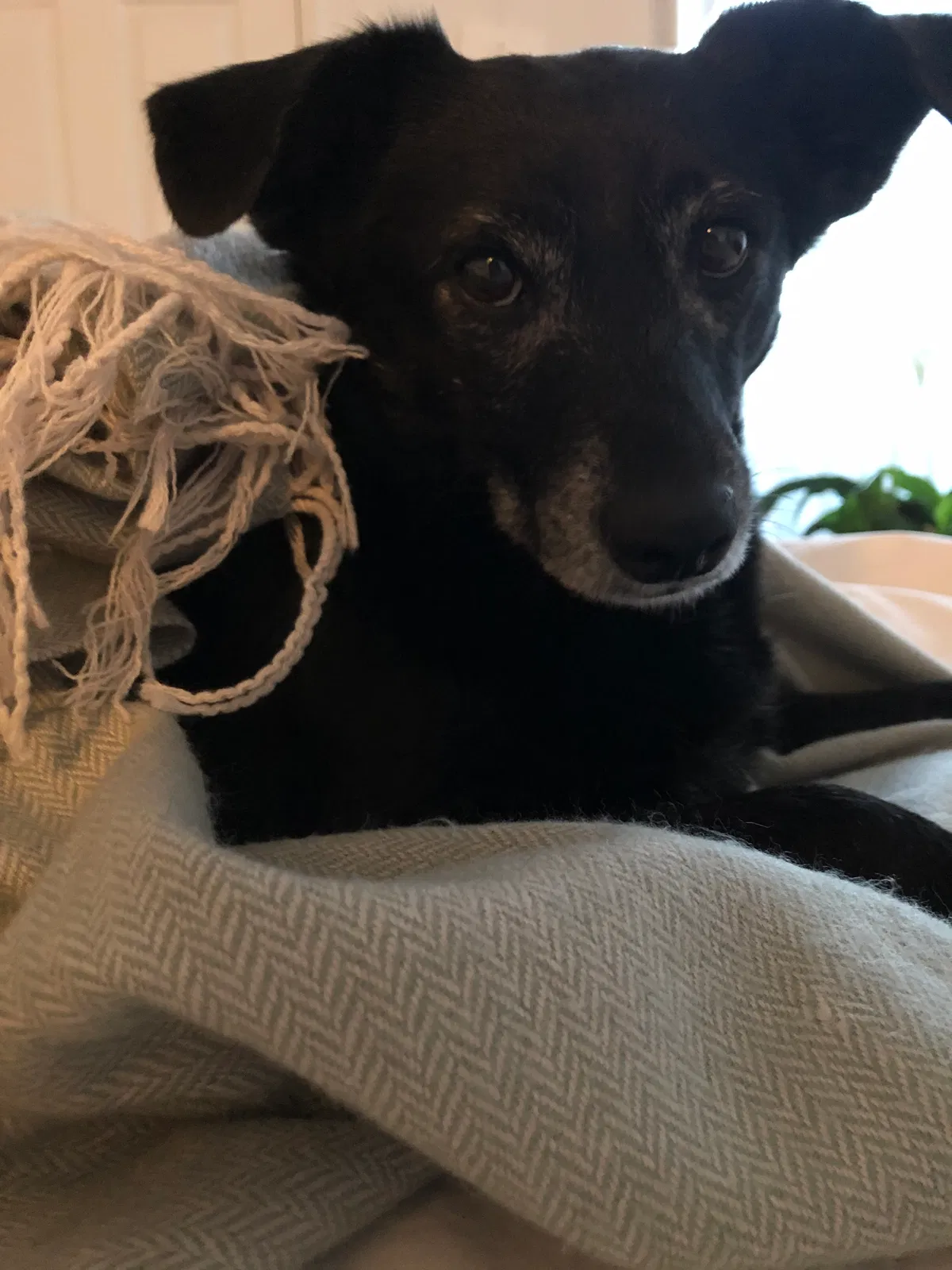 Found dog in Los Angeles, CA, 90004