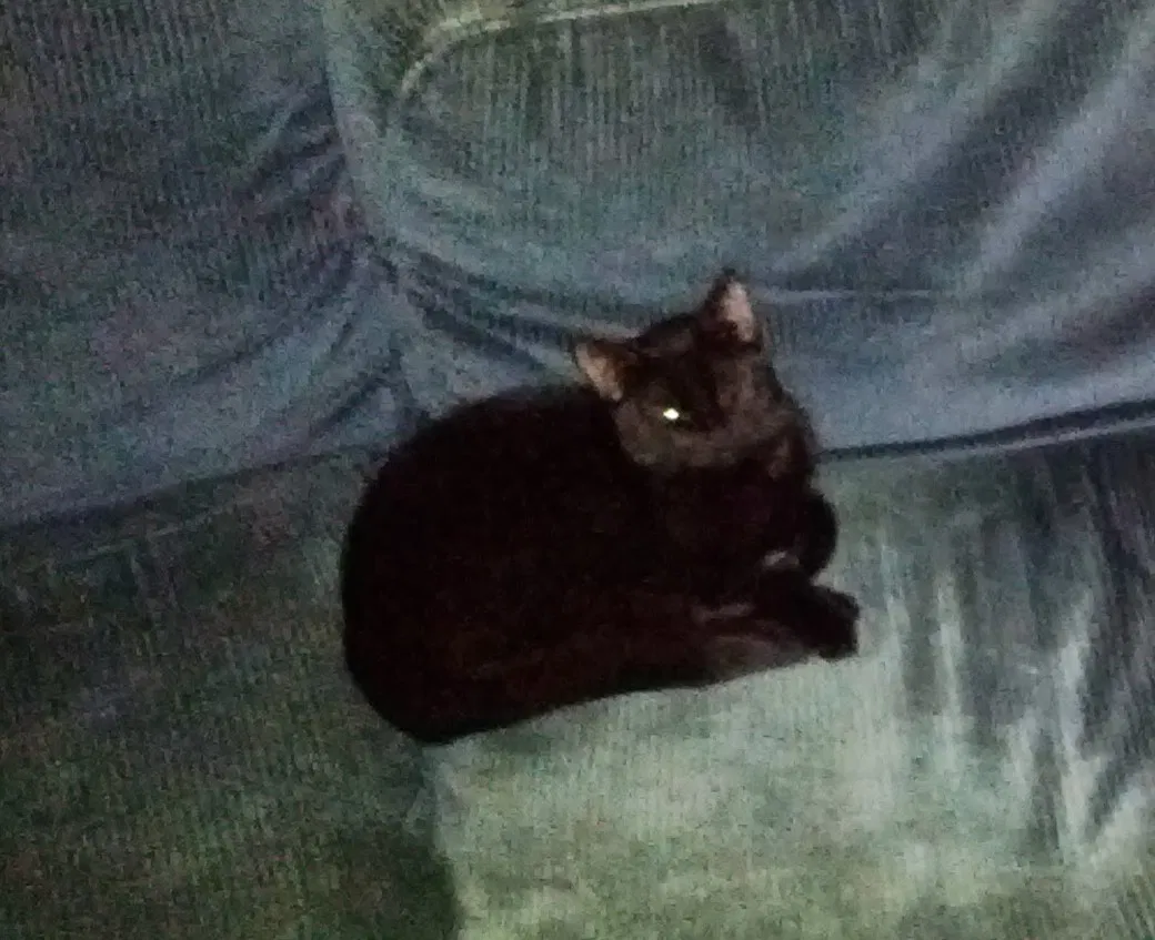 Lost cat in Norfolk, VA, 23508