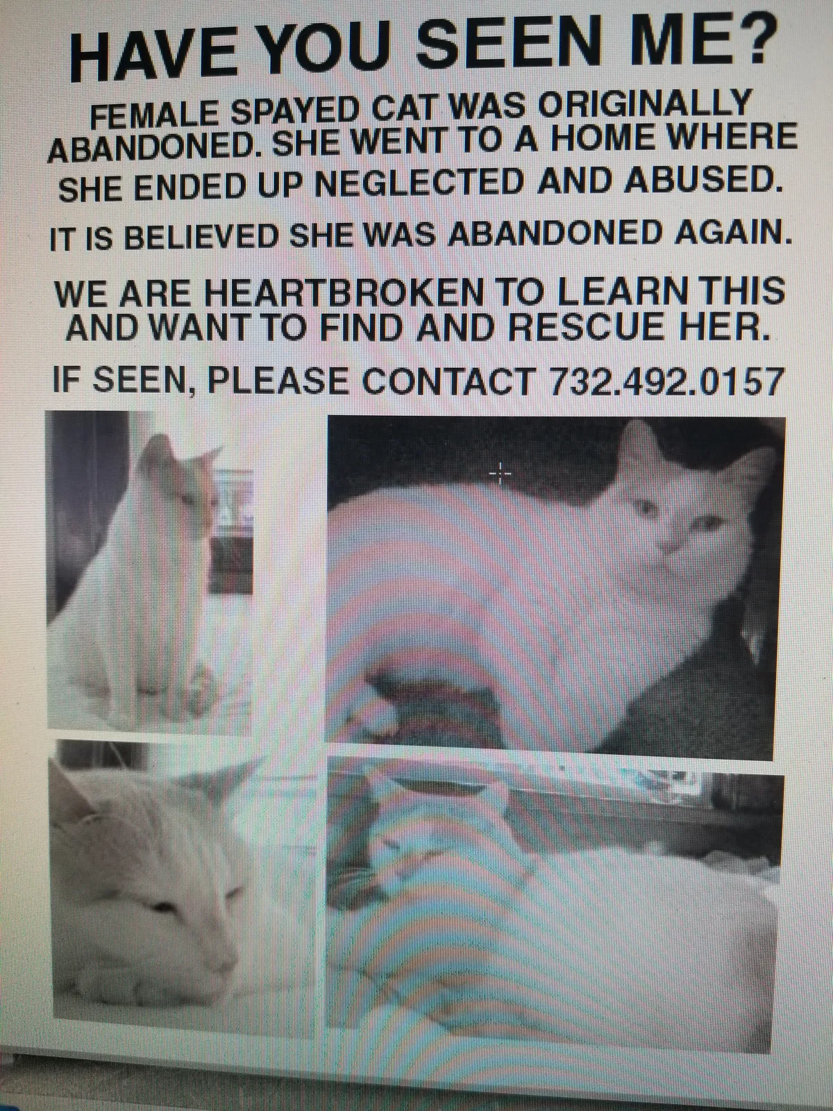 Lost cat in Lincoln Park, NJ, 7035