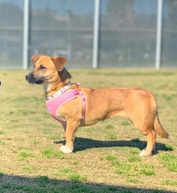 Lost dog in San Lorenzo, CA, 94580